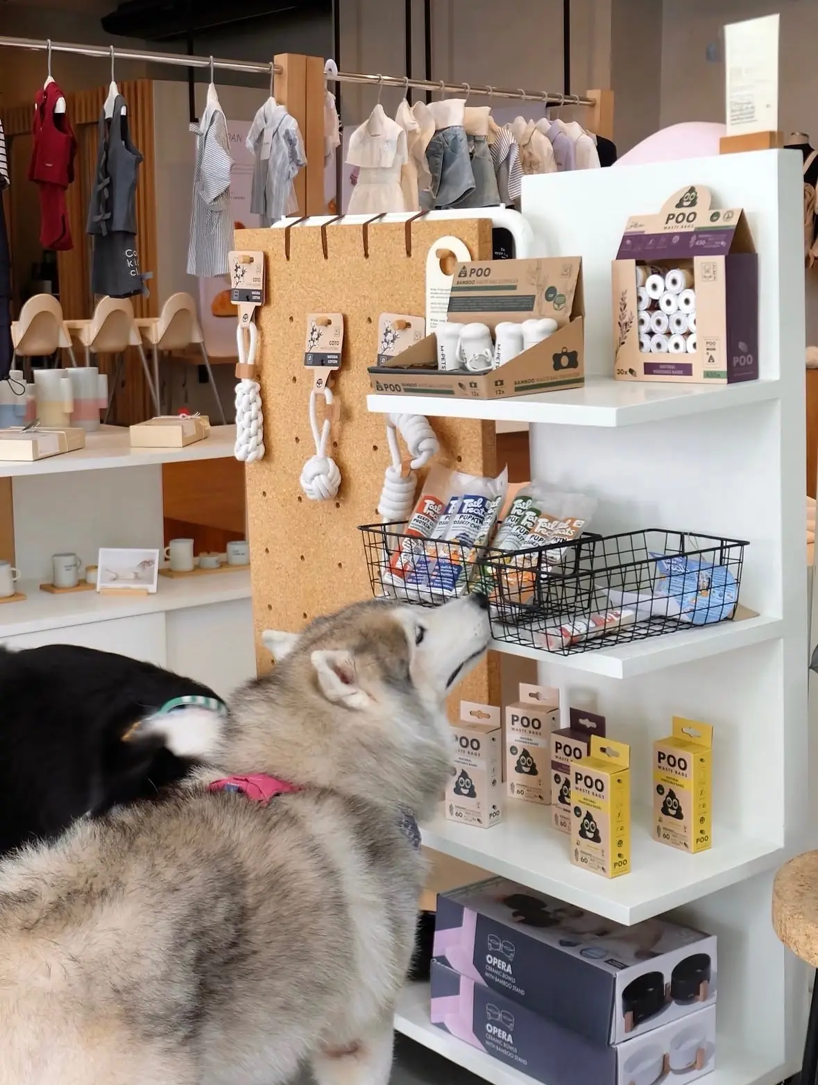 Tanwa: The Food Project HQ pets image 2
