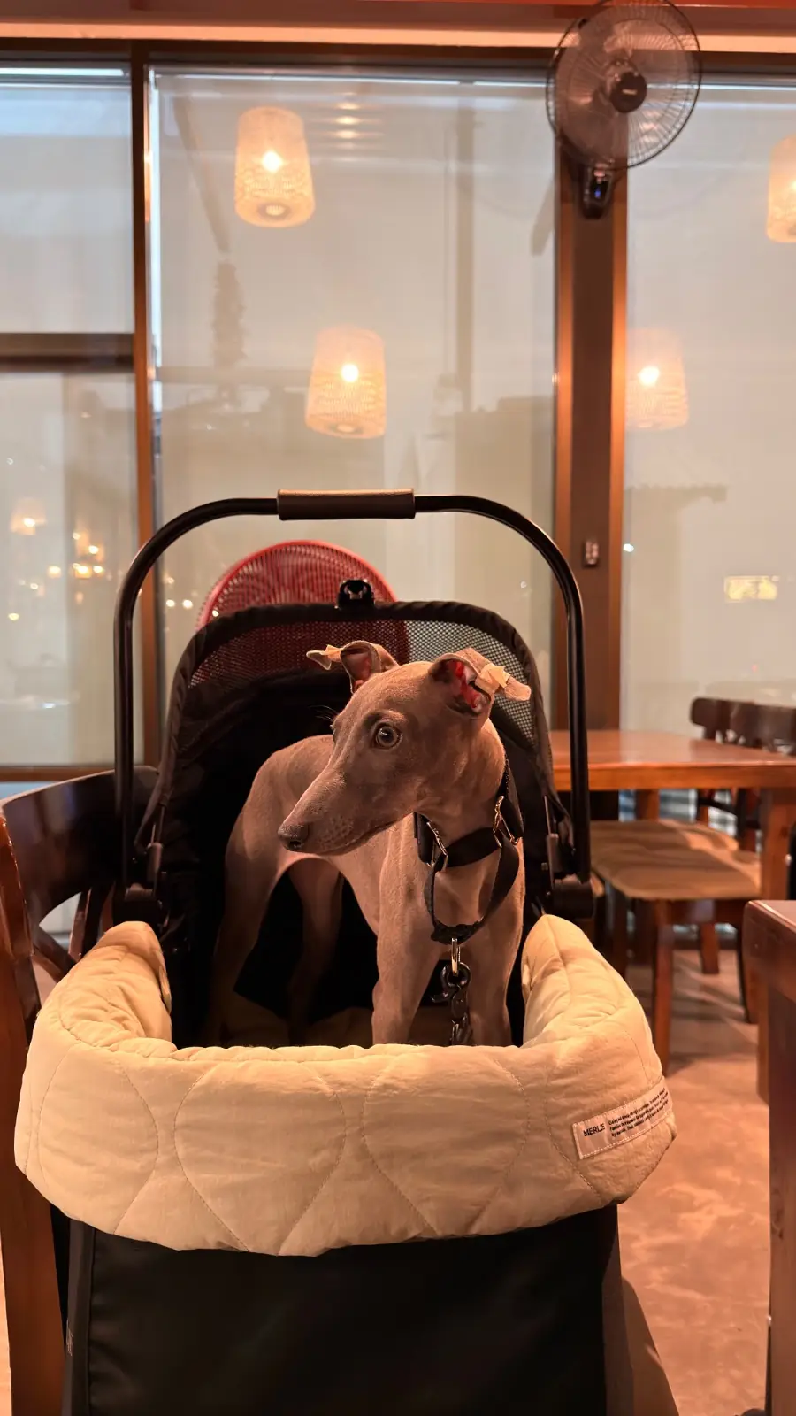 Penlaos - Rama 2 pets image 1