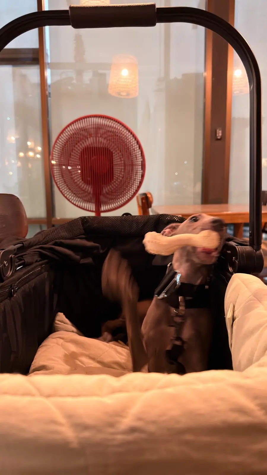 Penlaos - Rama 2 pets image 3