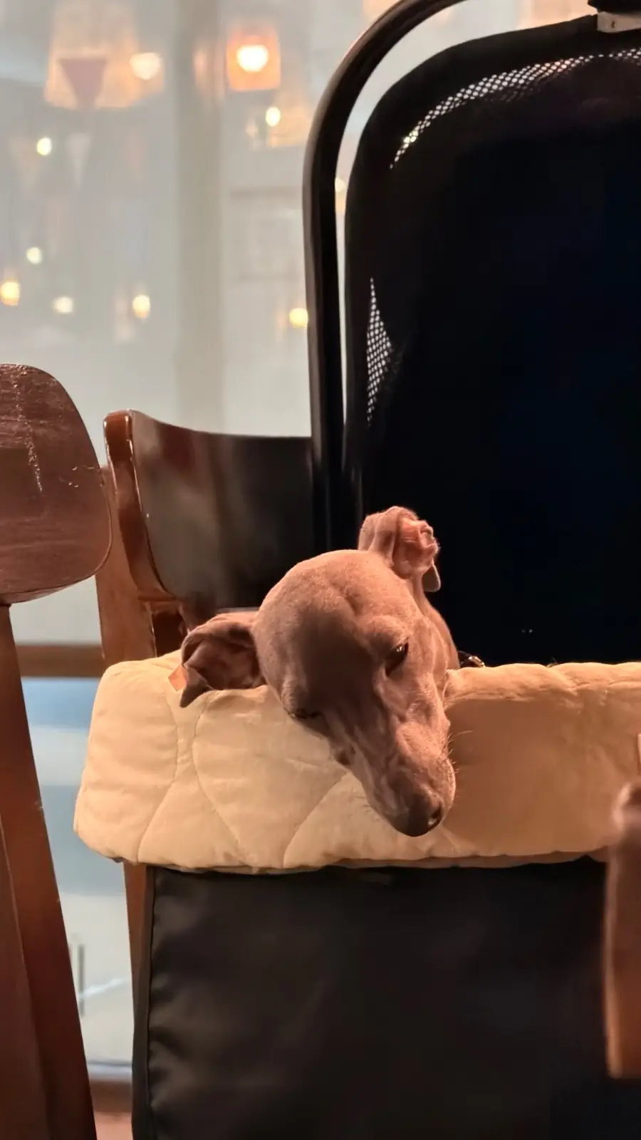 Penlaos - Rama 2 pets image 2