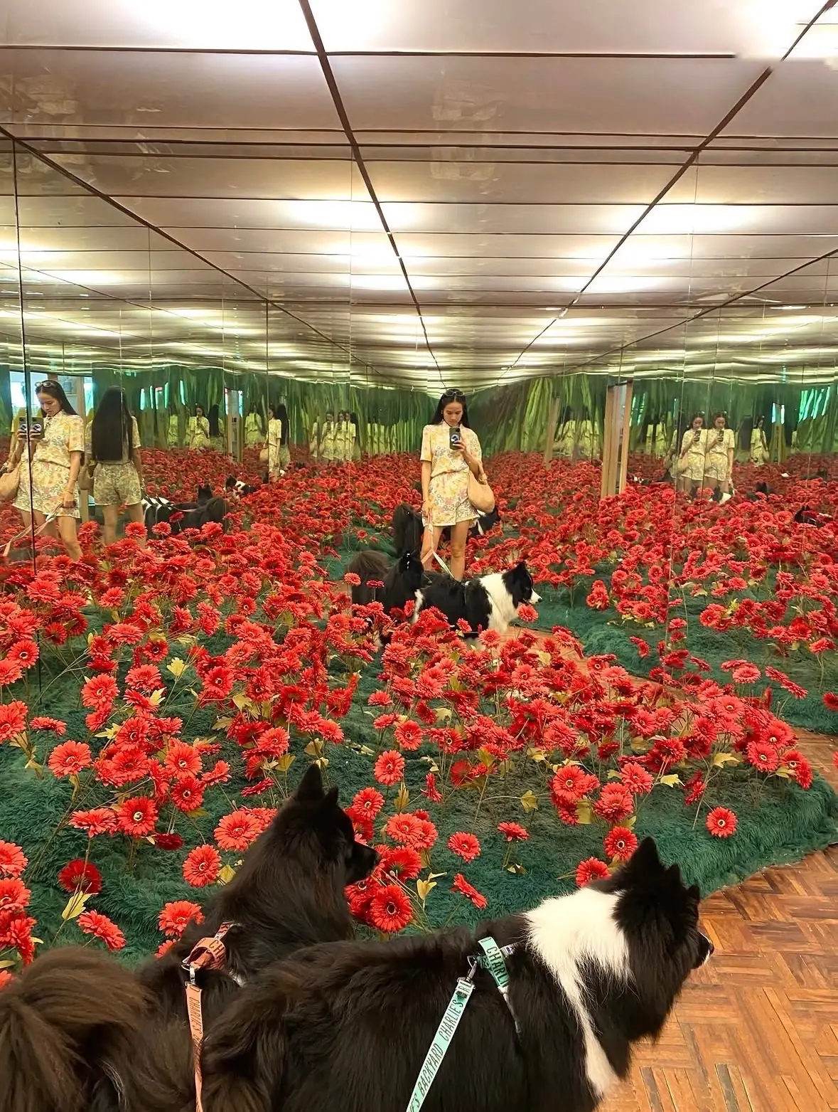 Sea and San overall image 1