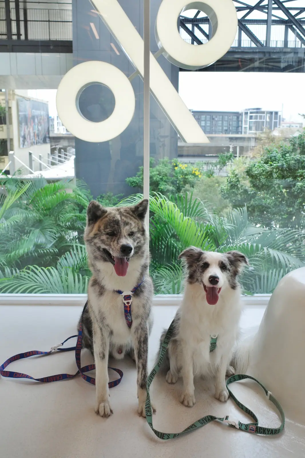 % Arabica - True Digital Park pets image 2