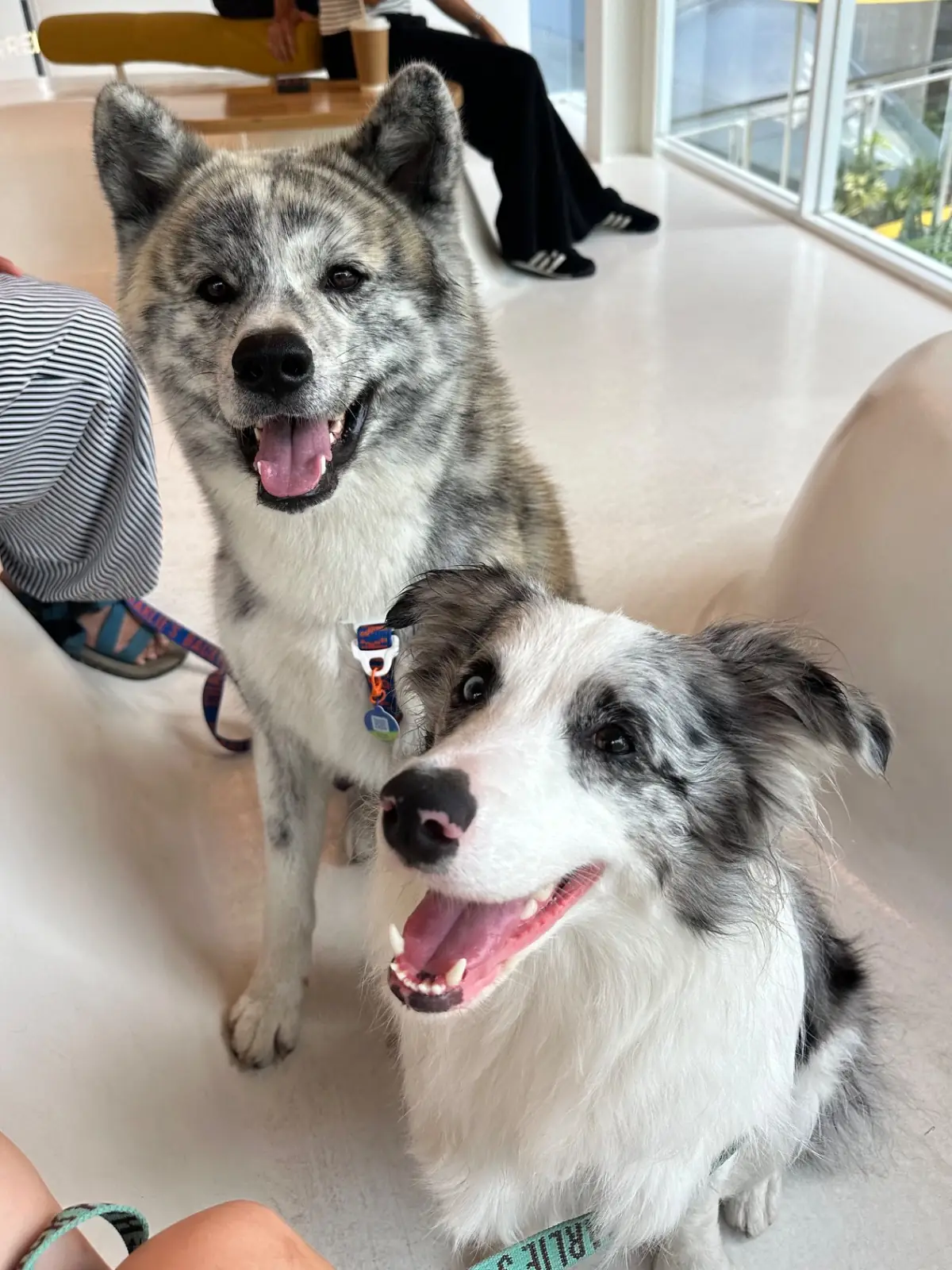 % Arabica - True Digital Park pets image 1