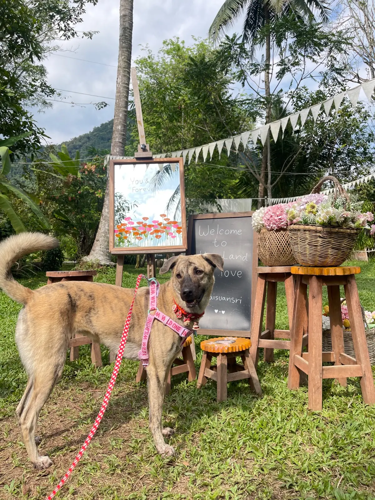 ในสวนศรี pets image 3