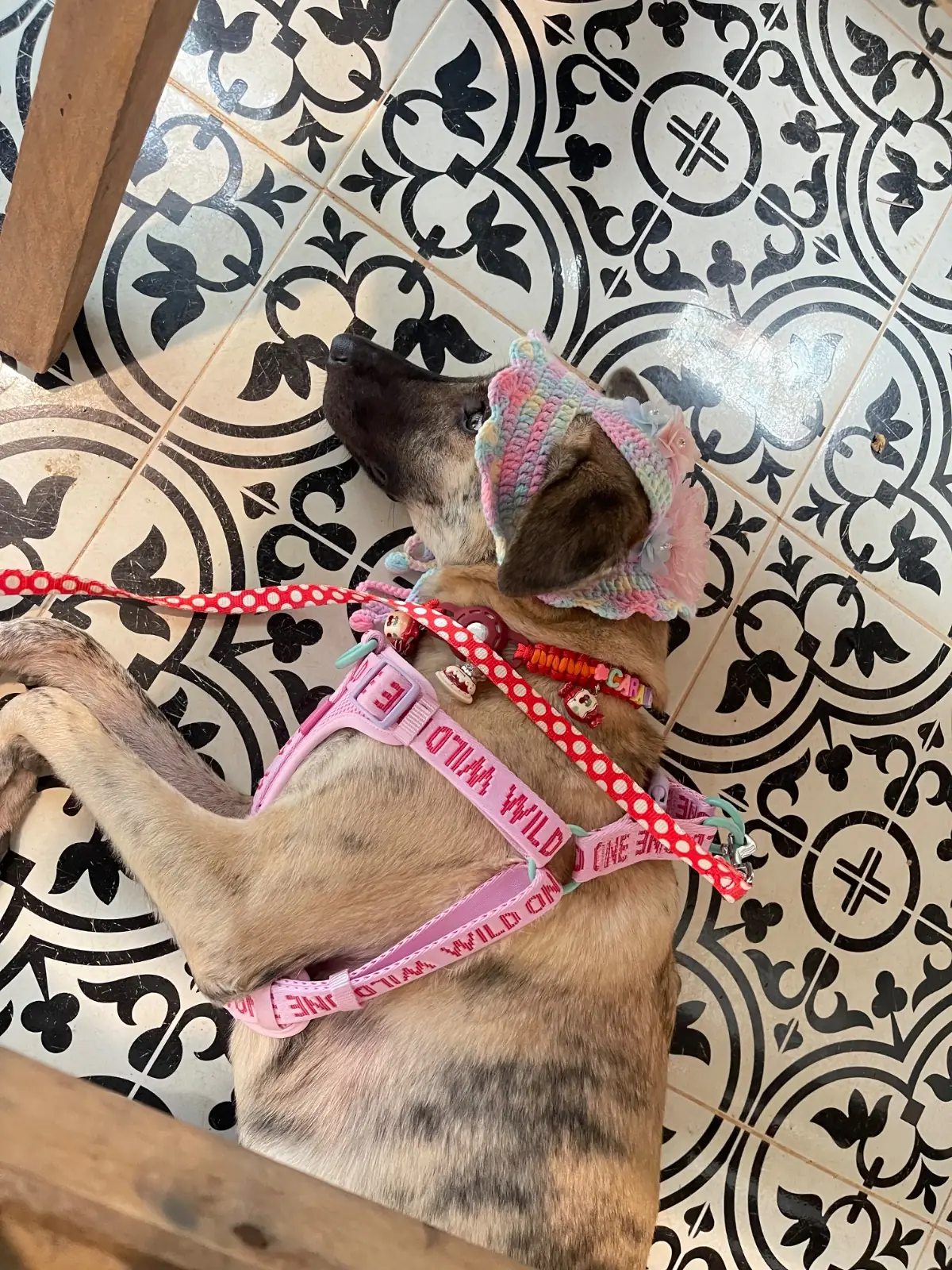 ในสวนศรี pets image 6