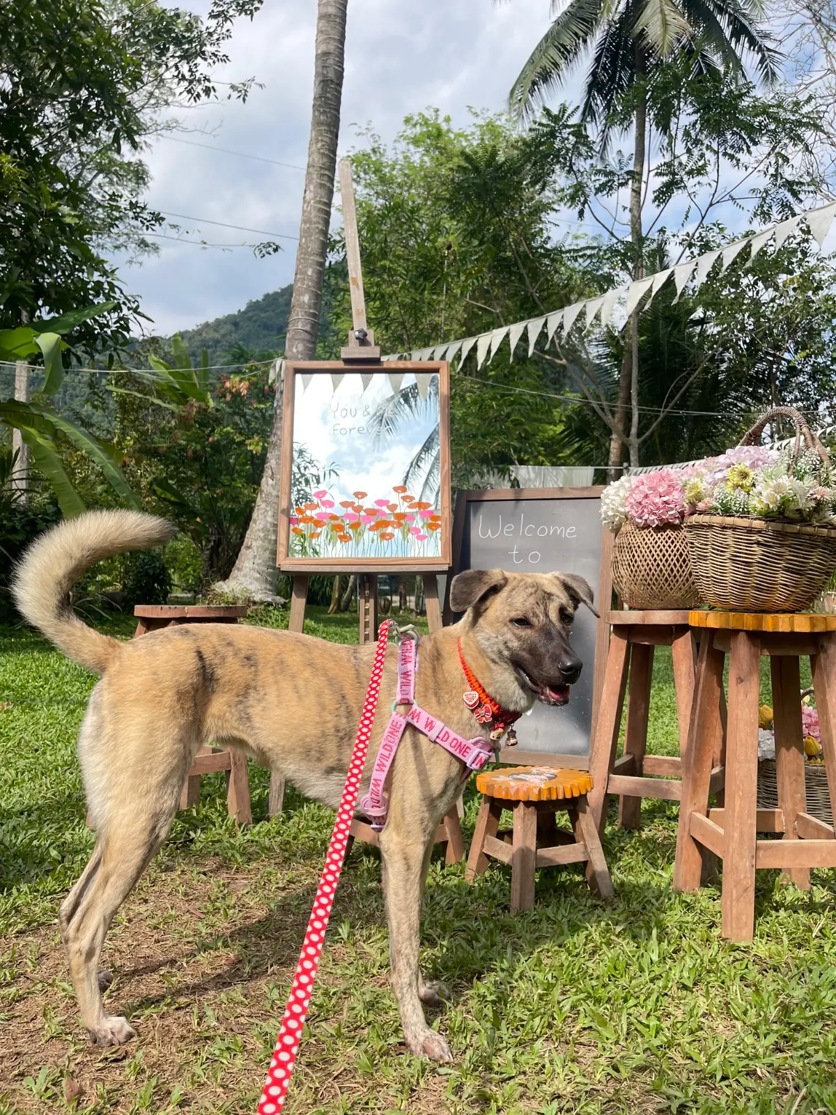 ในสวนศรี pets image 5