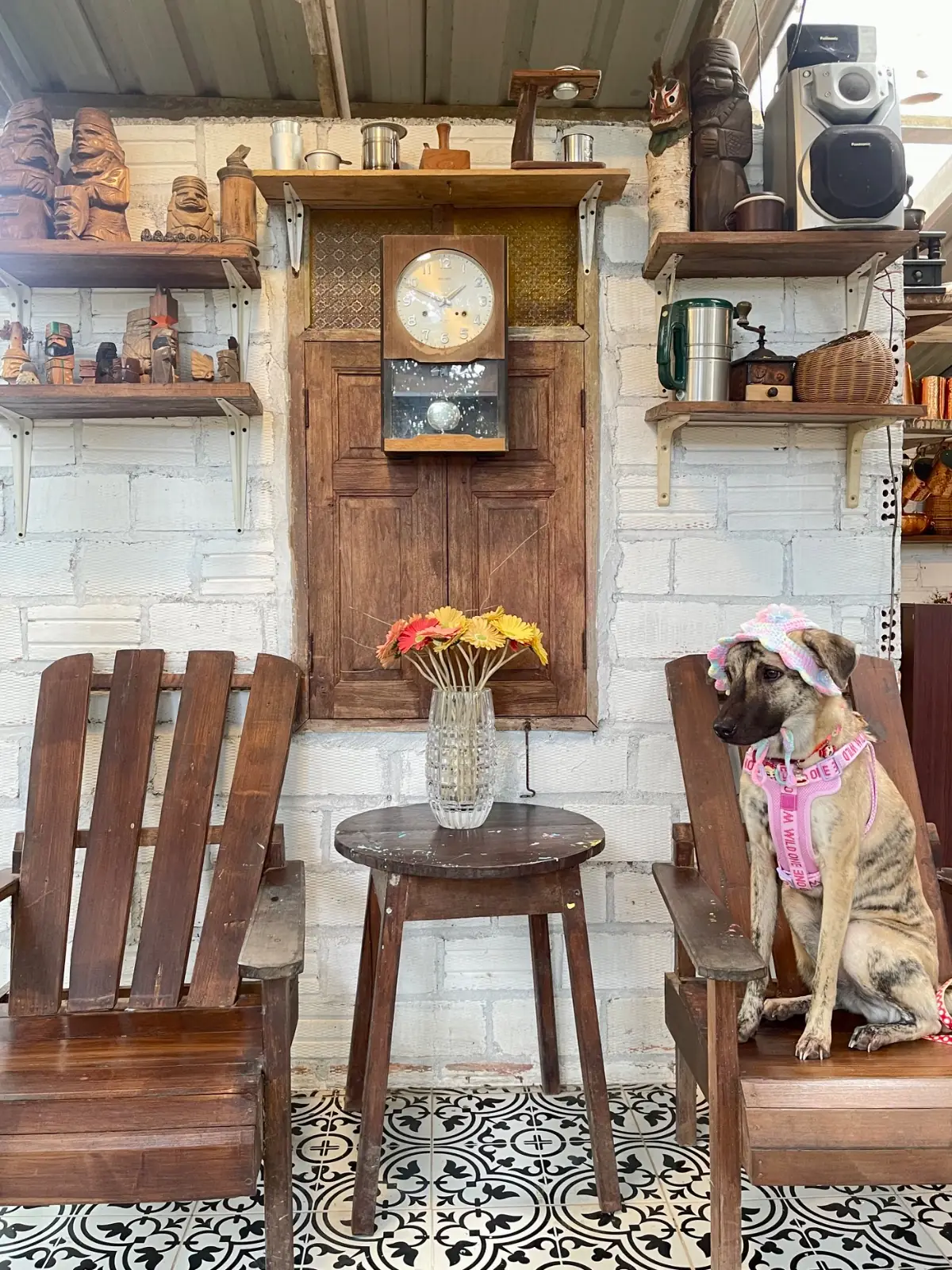 ในสวนศรี pets image 4