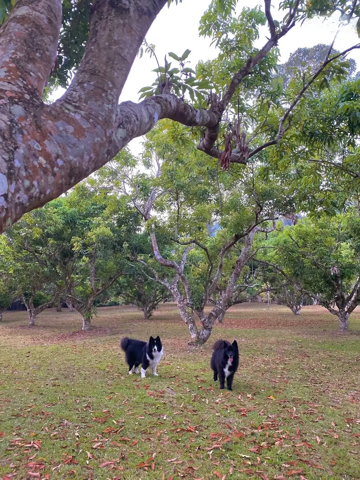 บ้านสวนสามกอ pets image 2