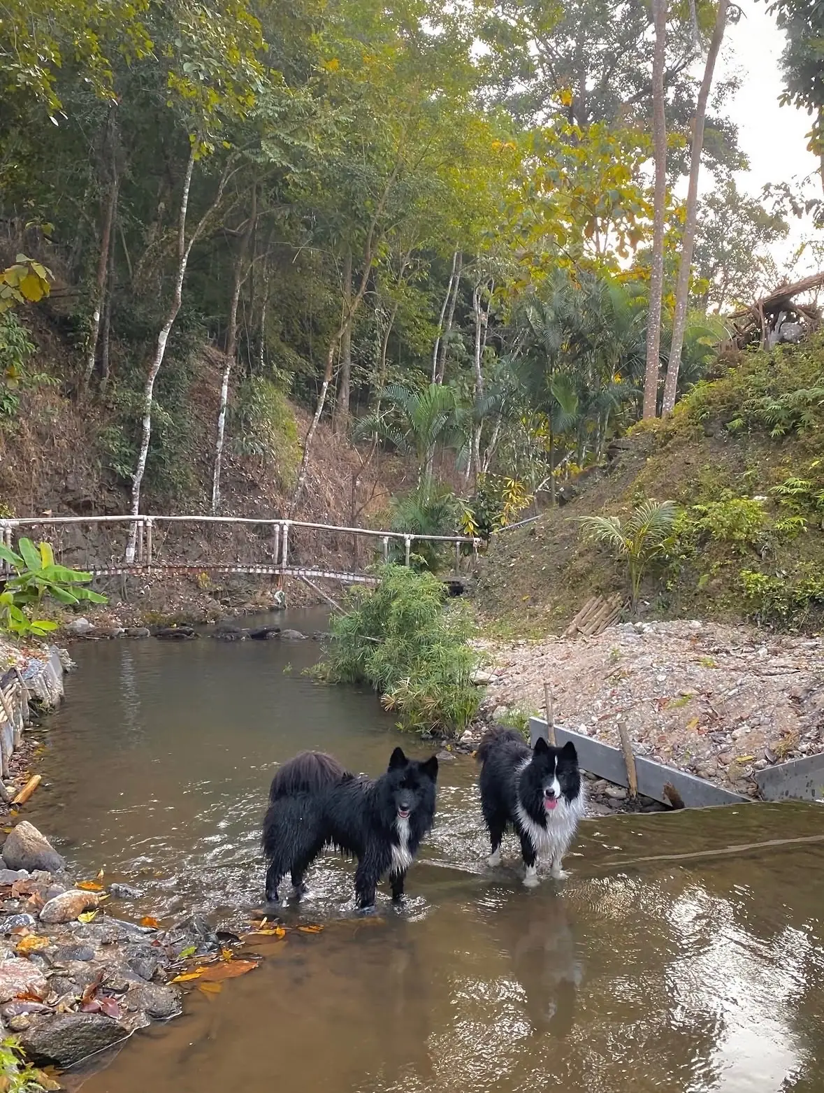 บ้านสวนสามกอ pets image 1