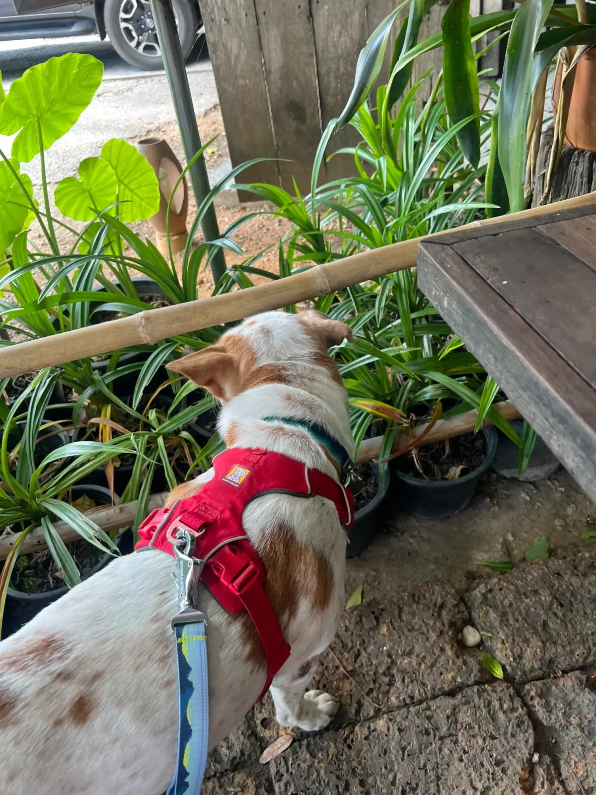 ยุ้งข้าว เขาใหญ่ pets image 5