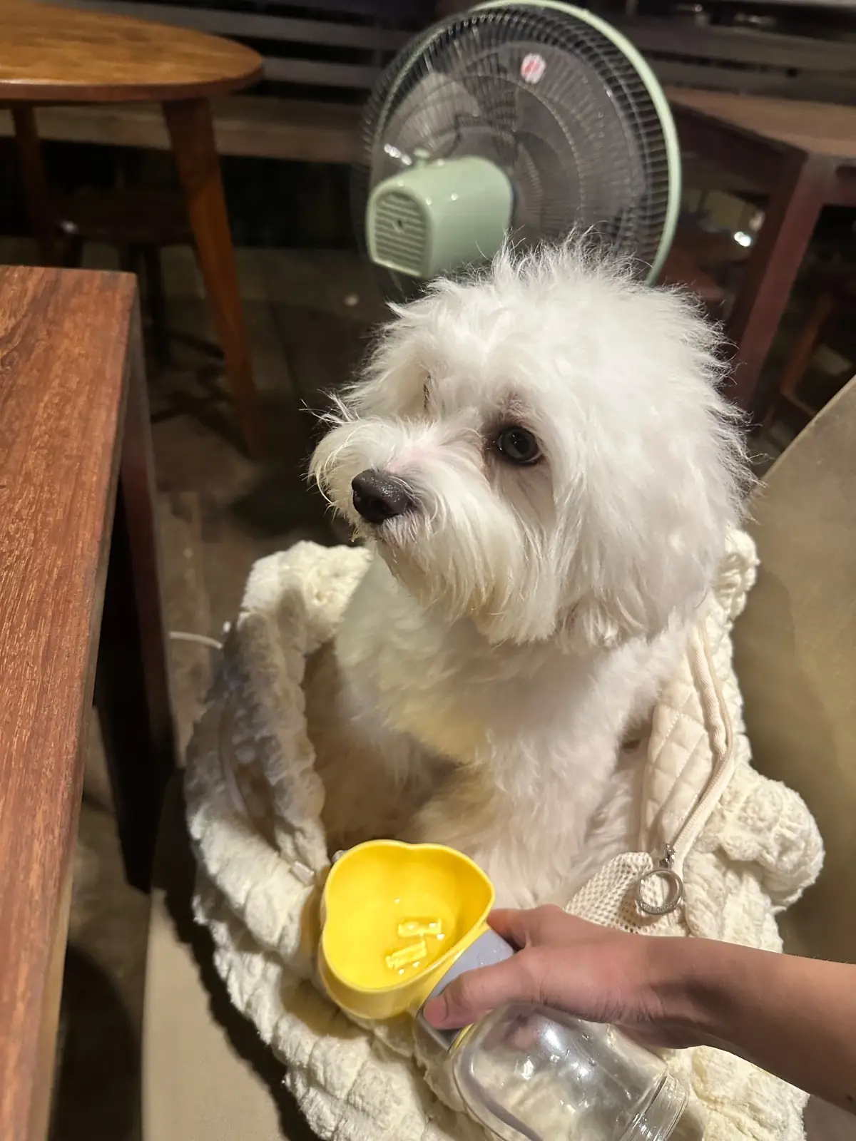ยุ้งข้าว เขาใหญ่ pets image 6