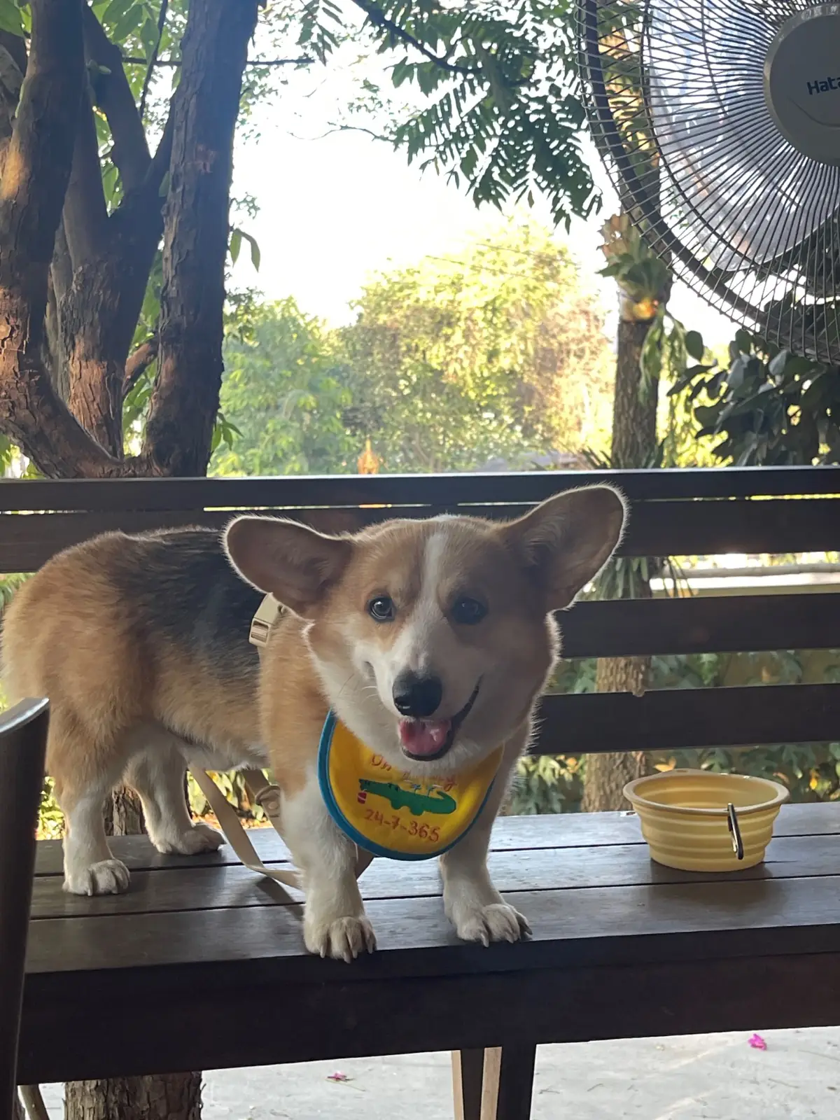 ยุ้งข้าว เขาใหญ่ pets image 1