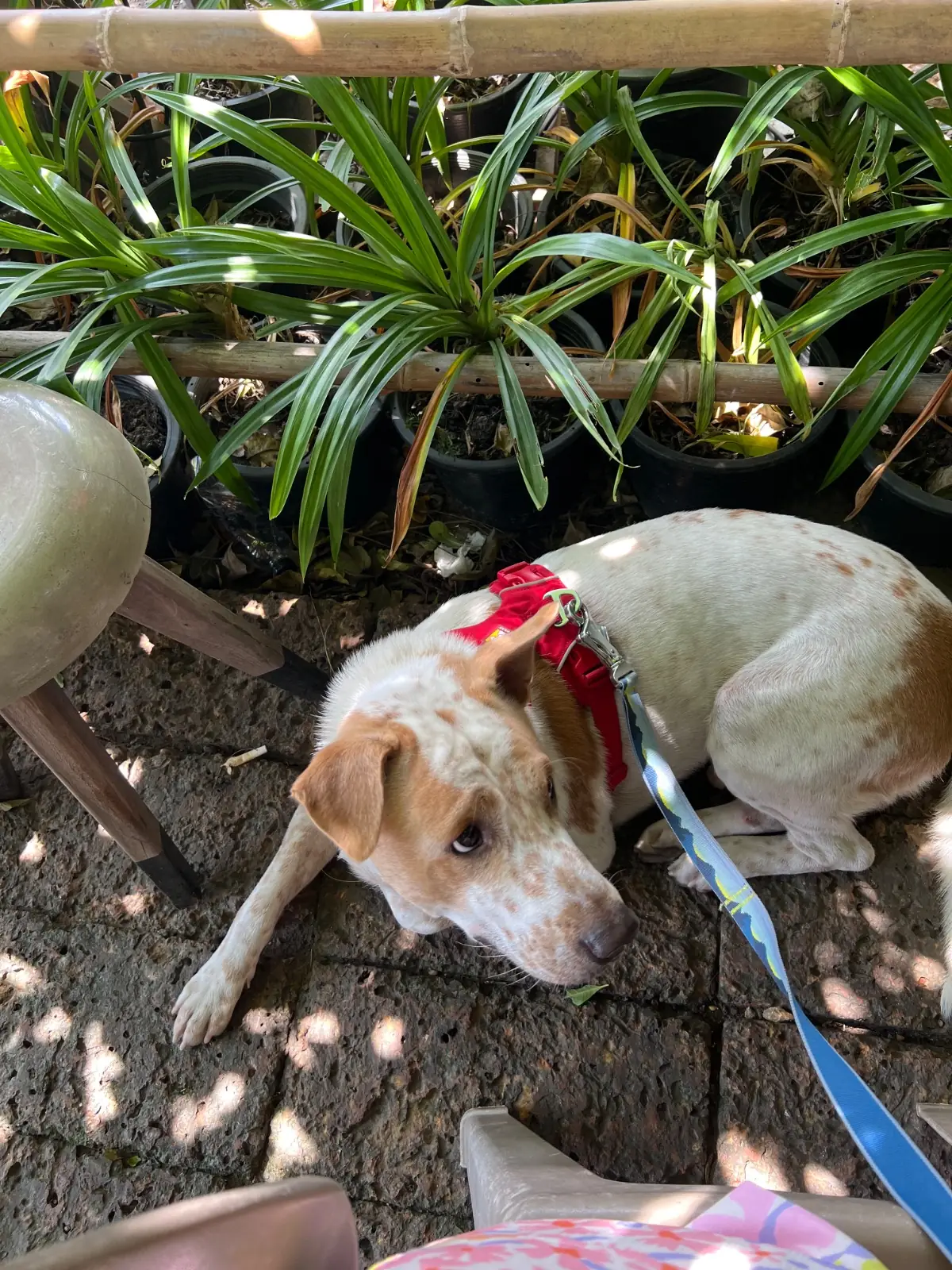 ยุ้งข้าว เขาใหญ่ pets image 4