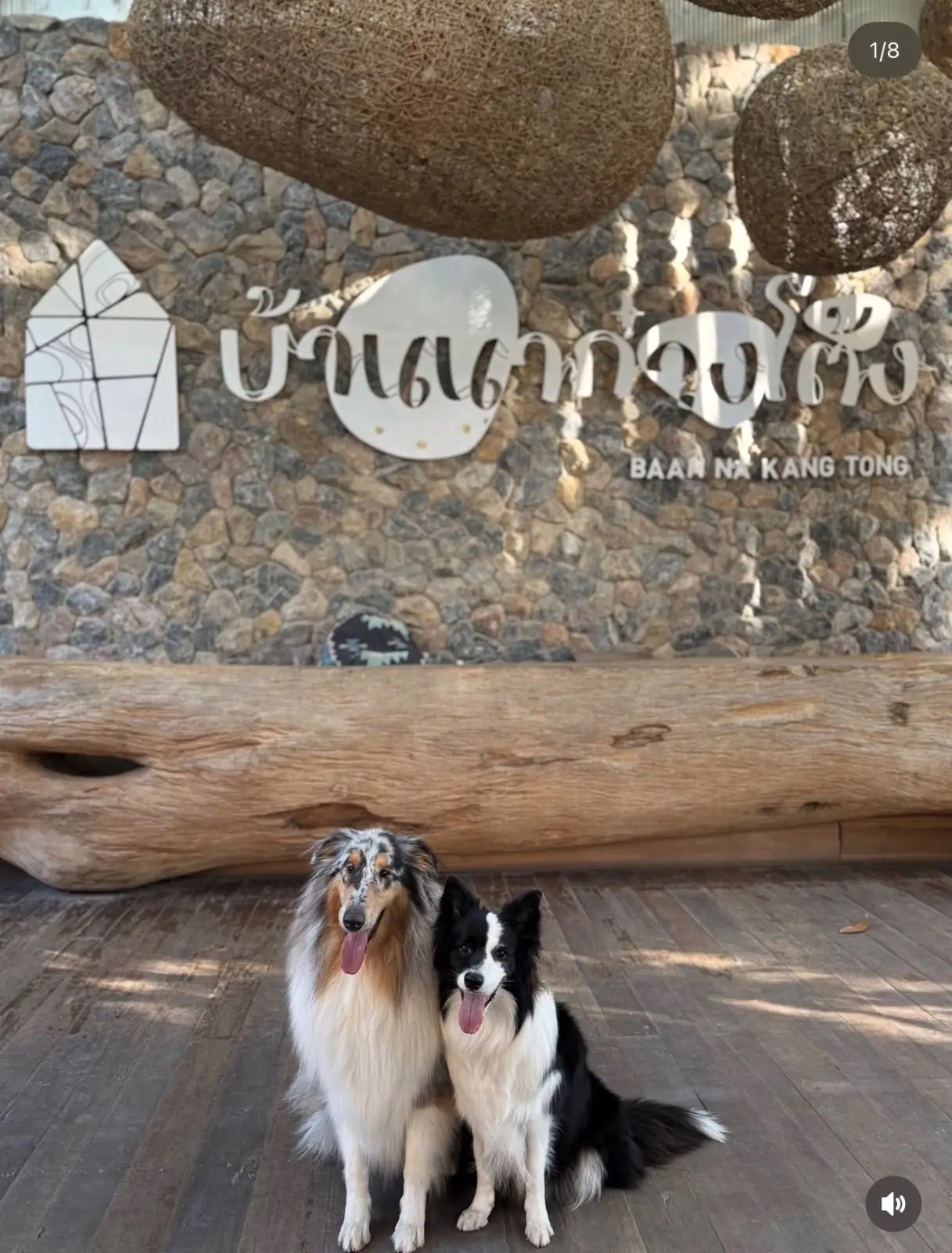 Baan Na Kang Tong Cafe & Resort pets image 1