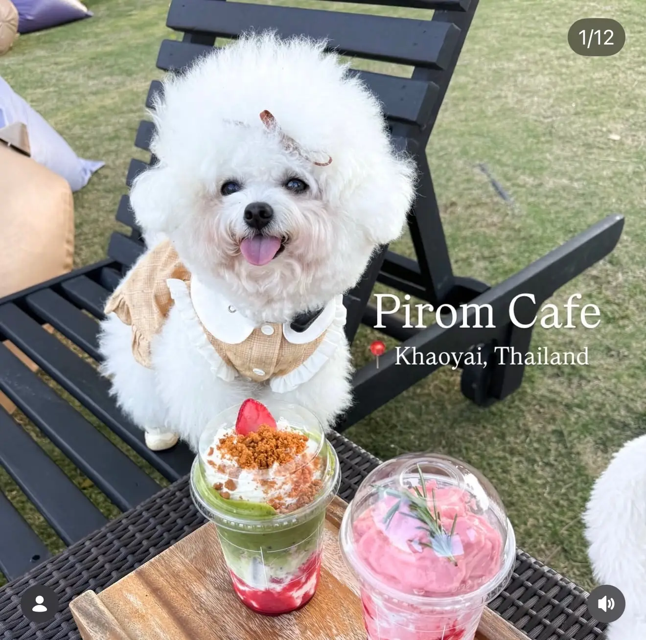 Pirom Cafe pets image 1