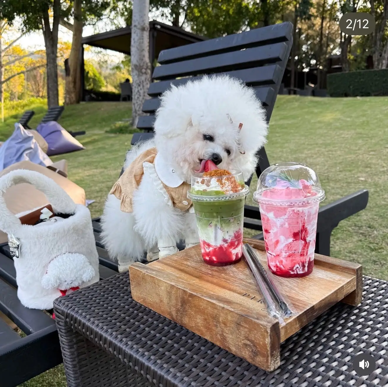 Pirom Cafe pets image 2