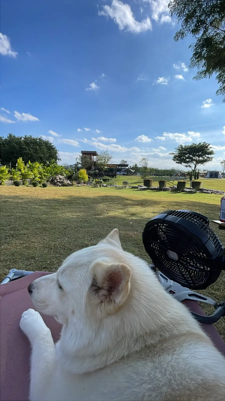 Sometimes I Camp Khaoyai pets image 1