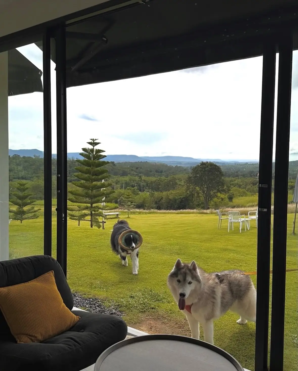 แอดฮิลล์คาเฟ่ pets image 2