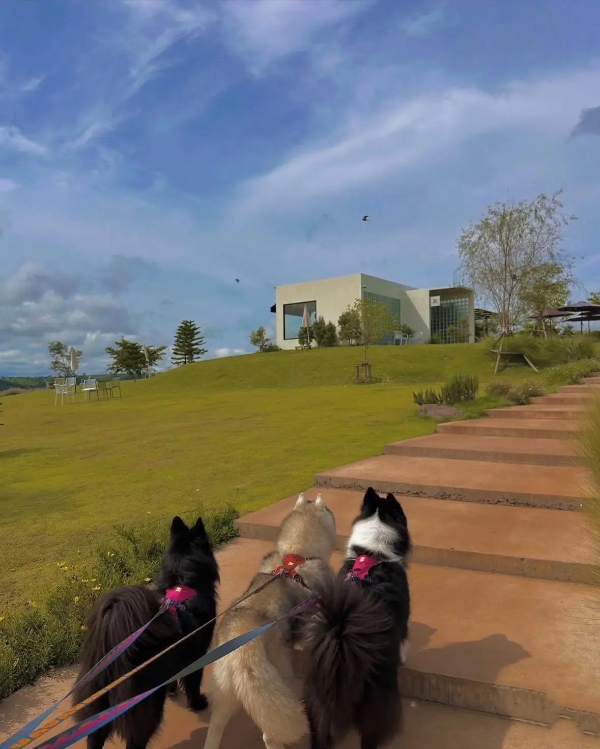 แอดฮิลล์คาเฟ่ pets image 1
