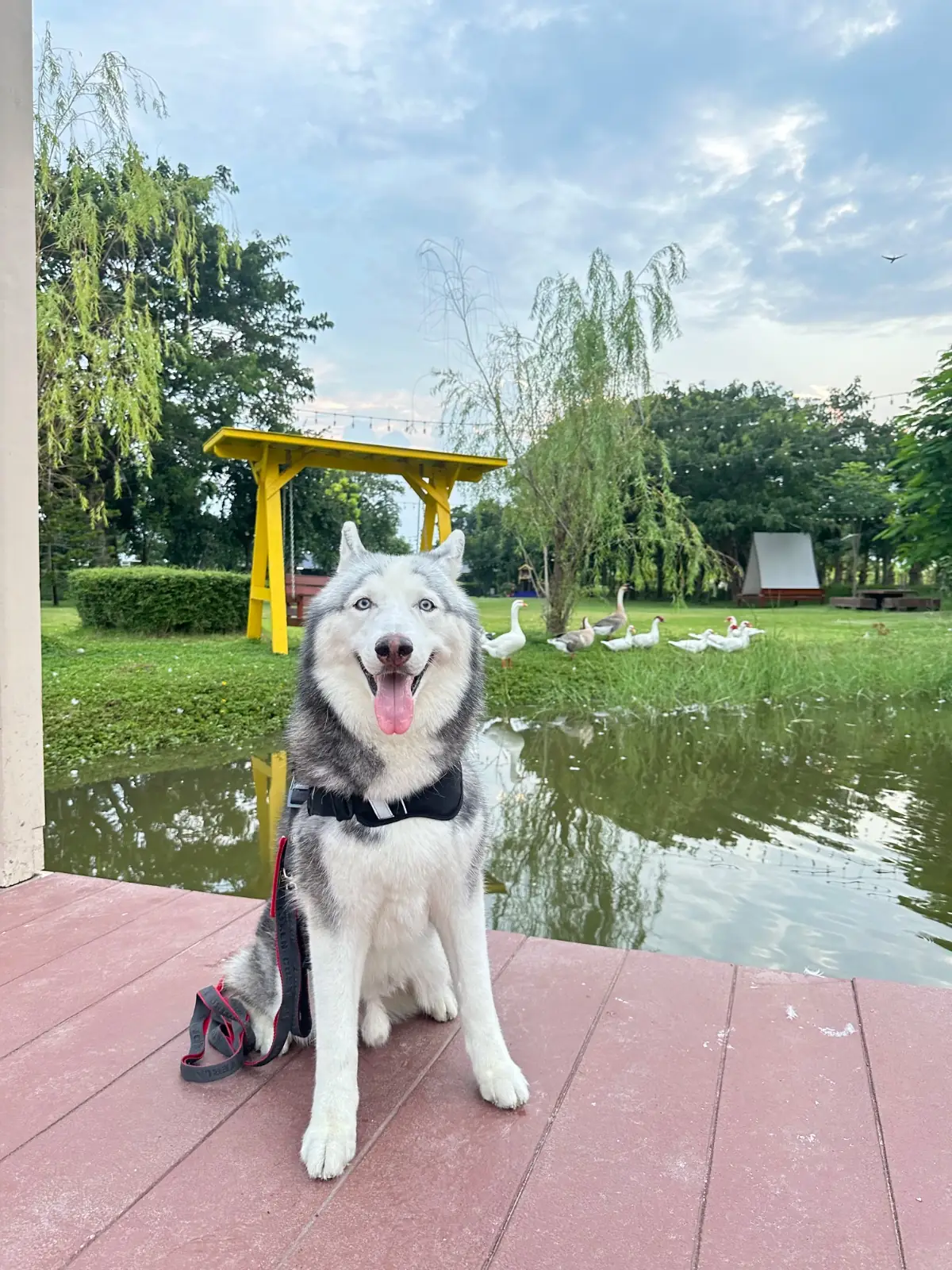 The Barnery pets image 12