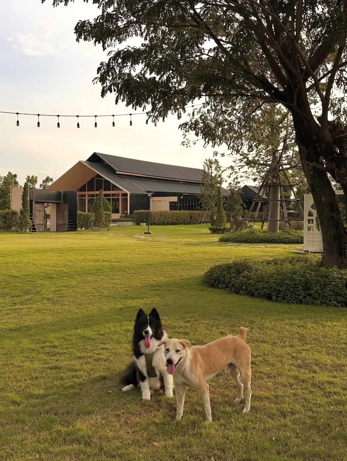 The Barnery pets image 7