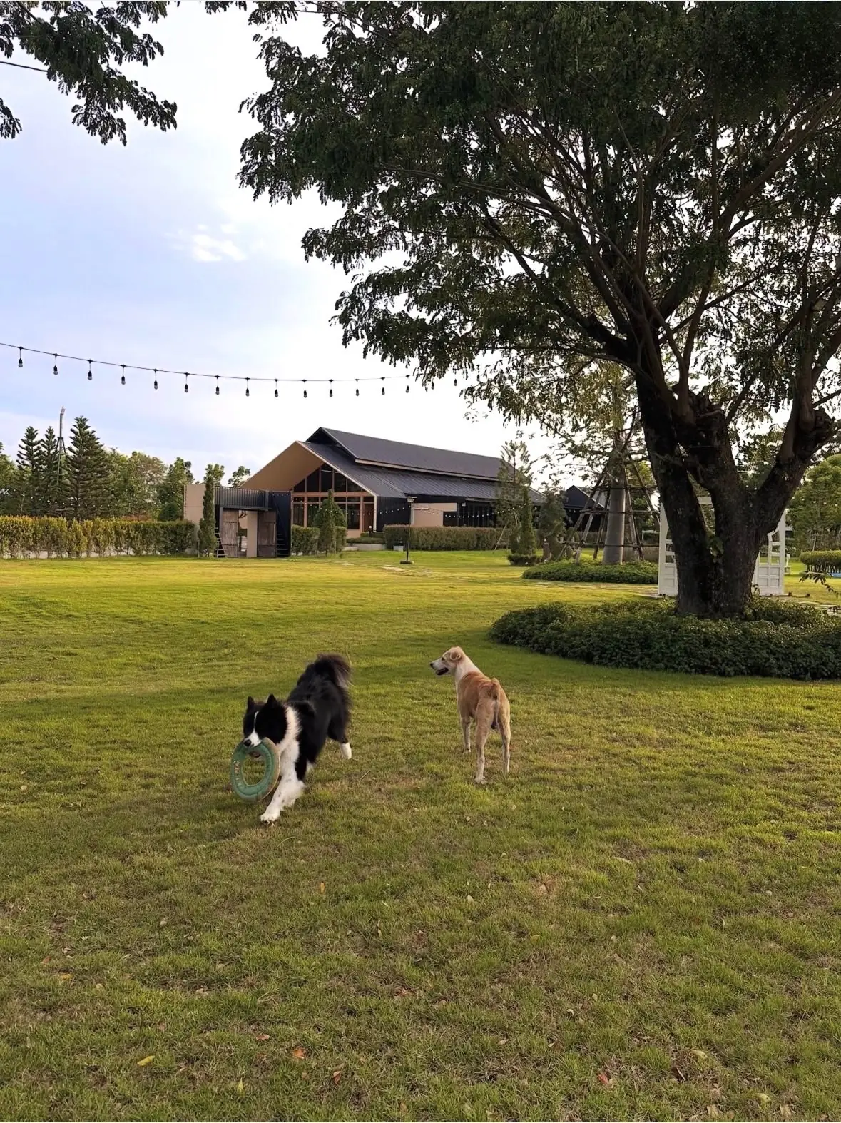 The Barnery pets image 8