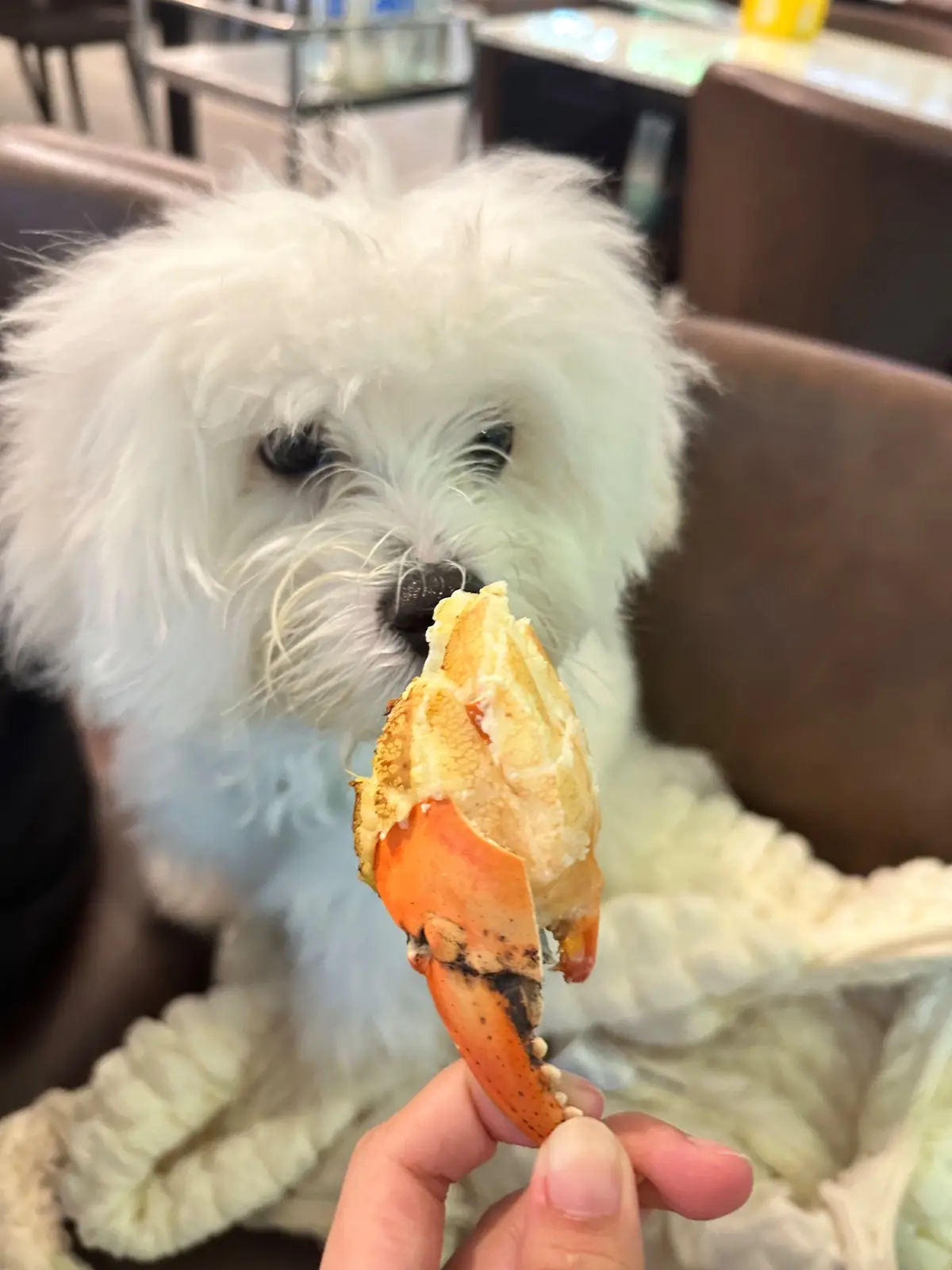 กินกับก้อย - พุทธมณฑล สาย 2 pets image 1
