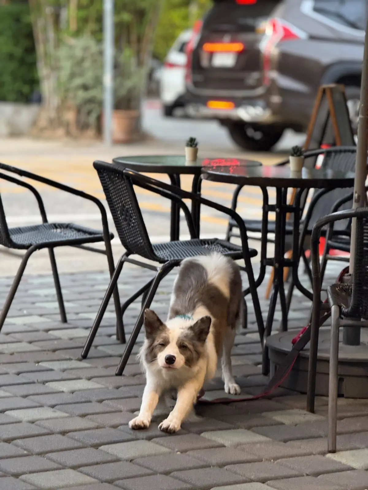 Happy Cup Café pets image 1