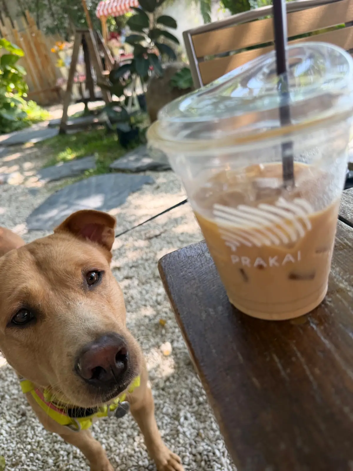 ประกาย คาเฟ่ แอน คูซีน - มีนบุรี pets image 3