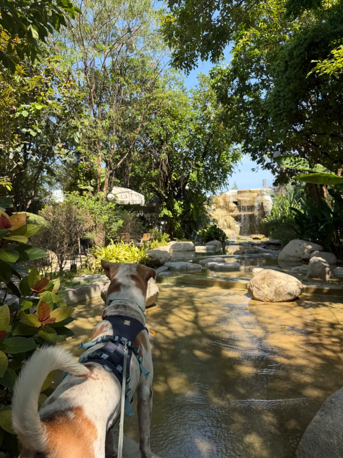 ประกาย คาเฟ่ แอน คูซีน - มีนบุรี pets image 8