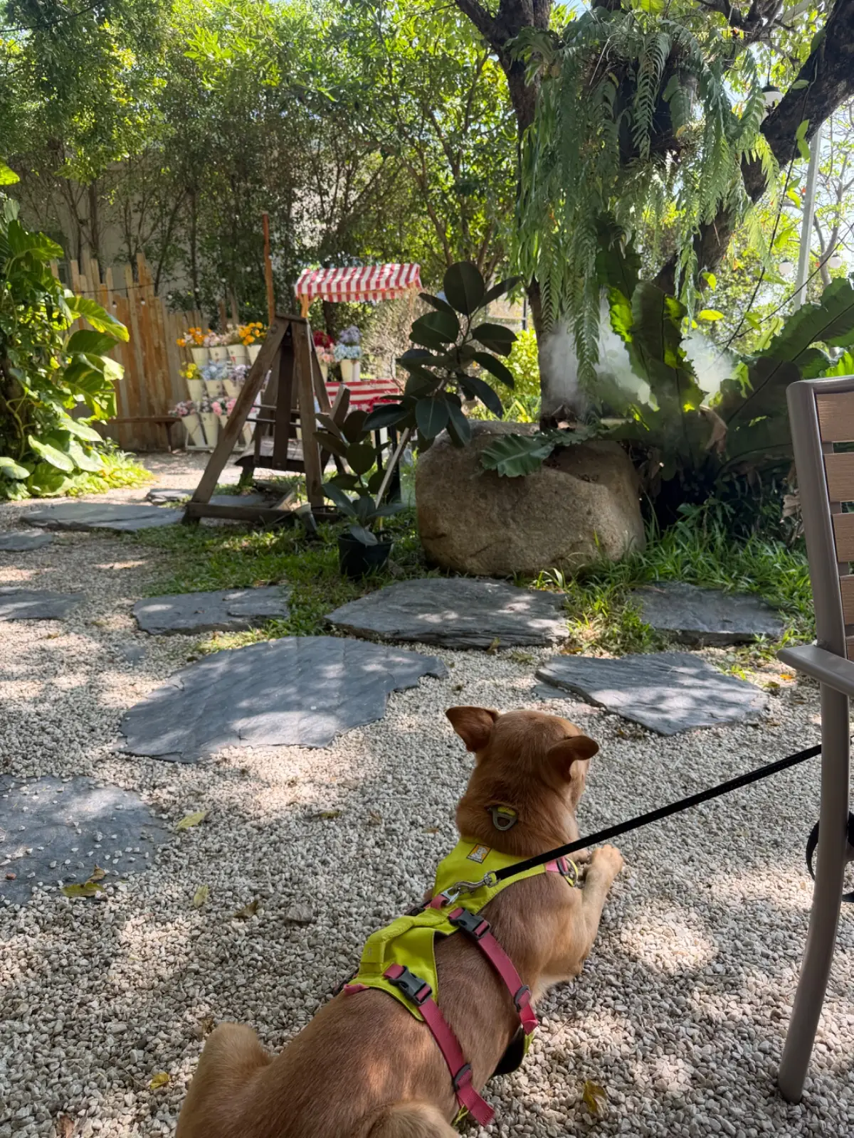 ประกาย คาเฟ่ แอนด์ คูซีน - มีนบุรี pets image 7