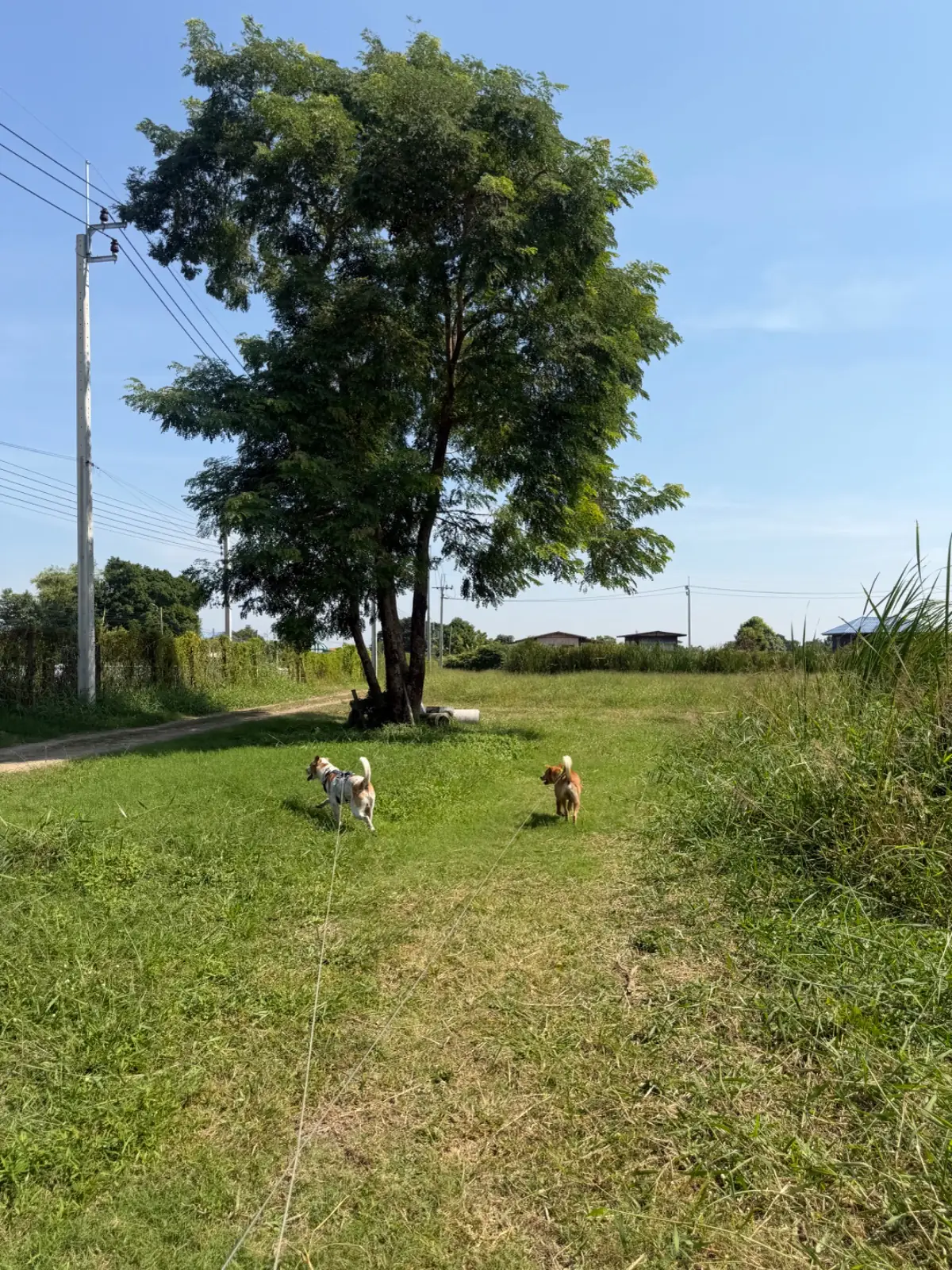 ประกาย คาเฟ่ แอนด์ คูซีน - มีนบุรี pets image 6