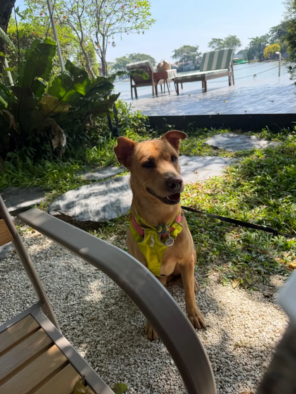 ประกาย คาเฟ่ แอนด์ คูซีน - มีนบุรี pets image 5