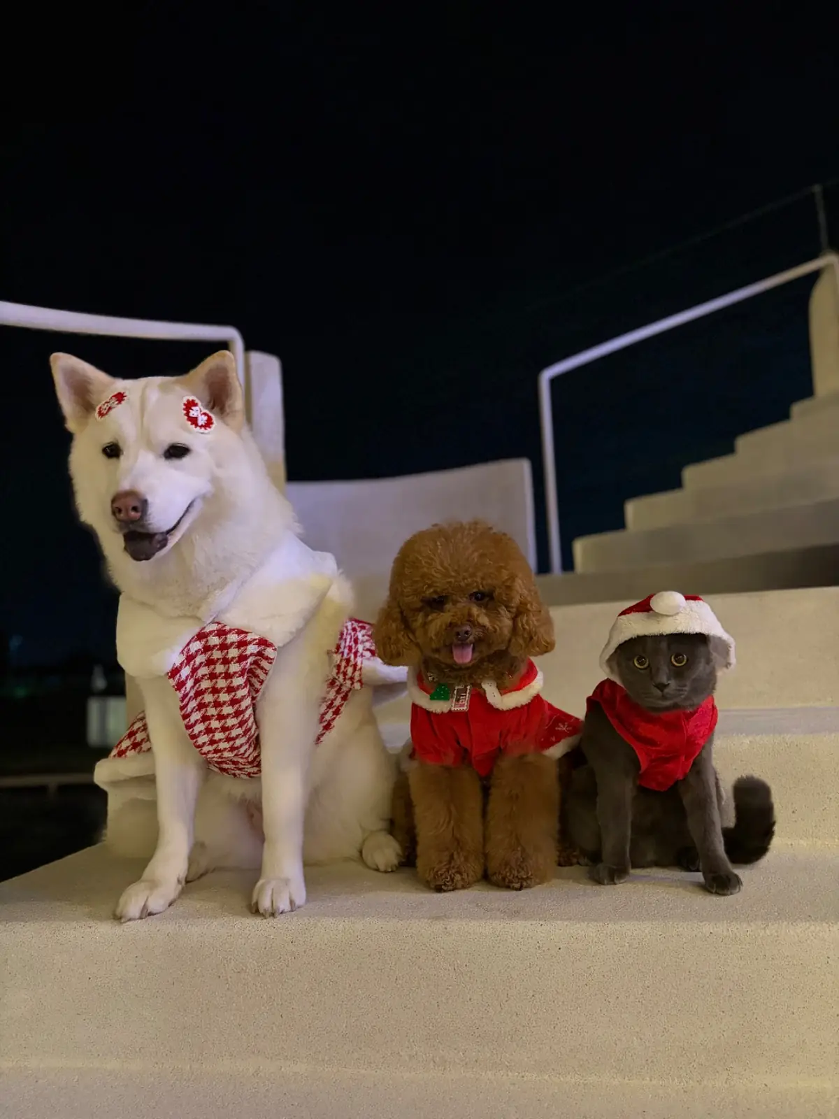 ประกาย คาเฟ่ แอนด์ คูซีน - มีนบุรี pets image 1