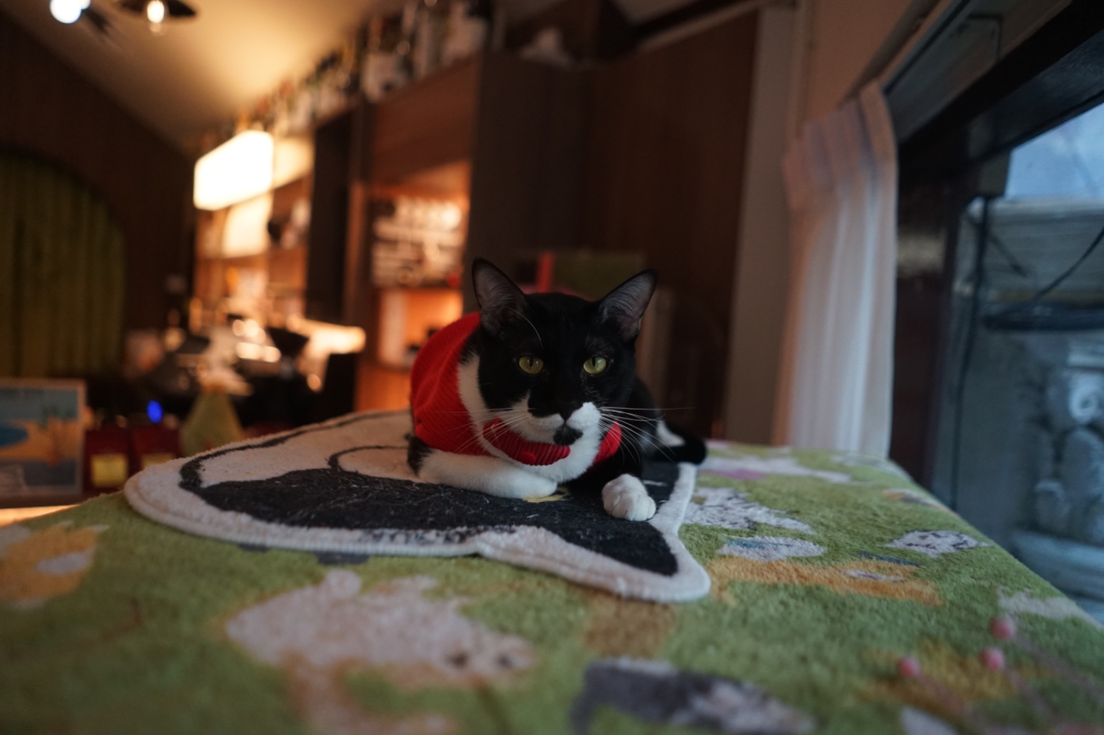 KLOR BKK pets image 1