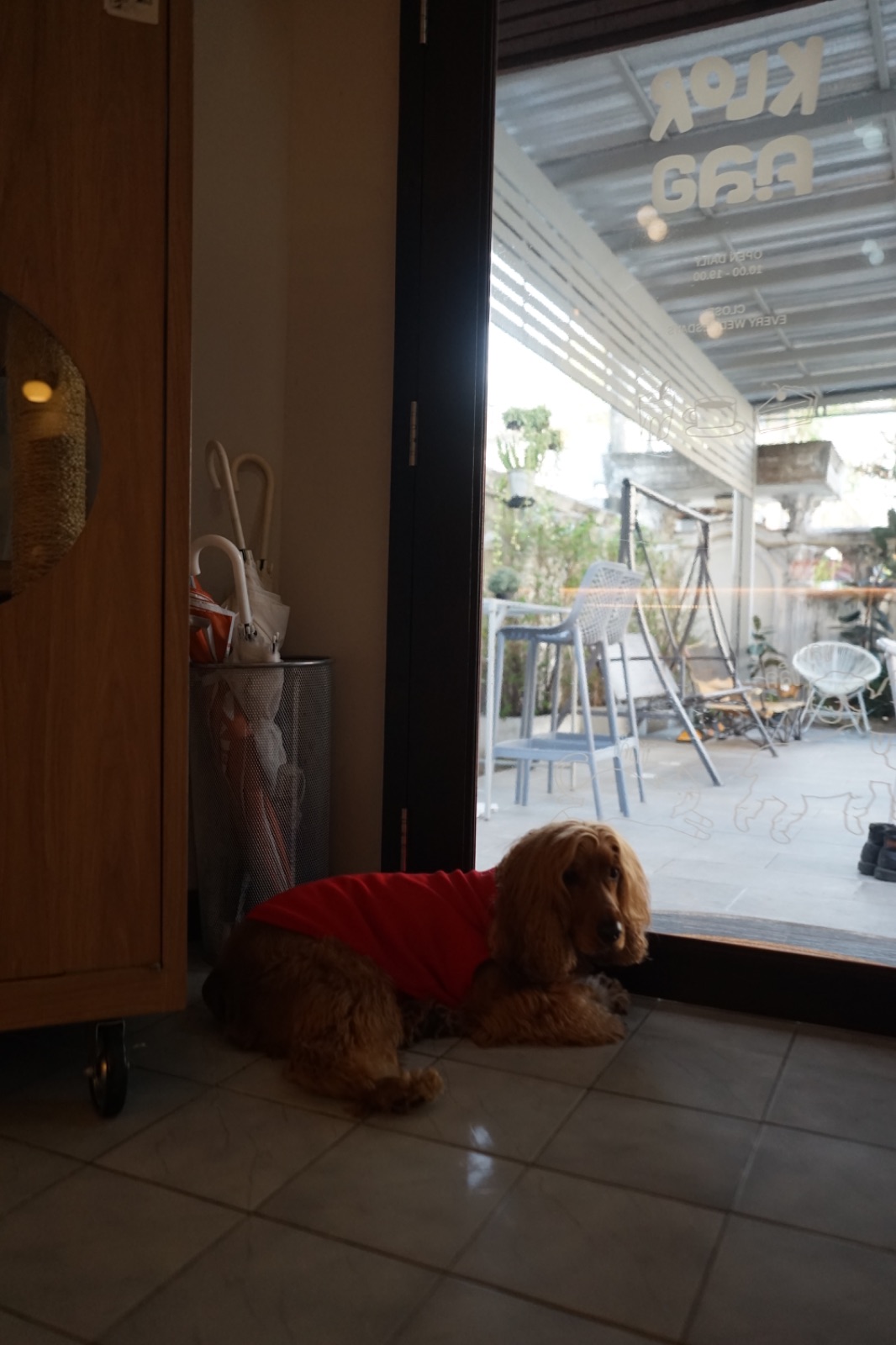 KLOR BKK pets image 4