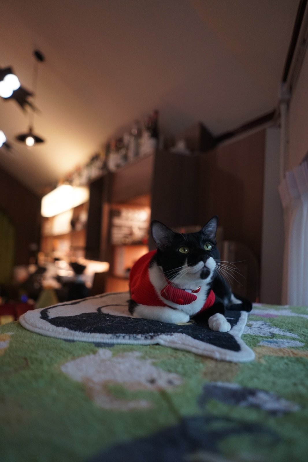 KLOR BKK pets image 2