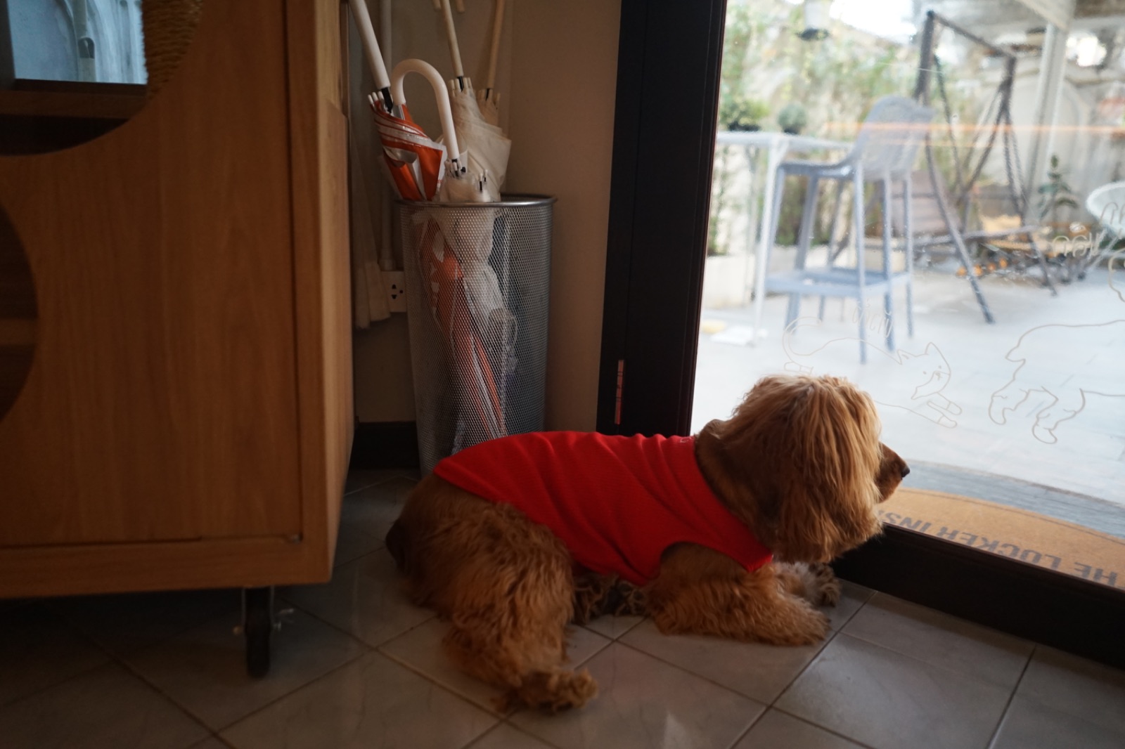 KLOR BKK pets image 5