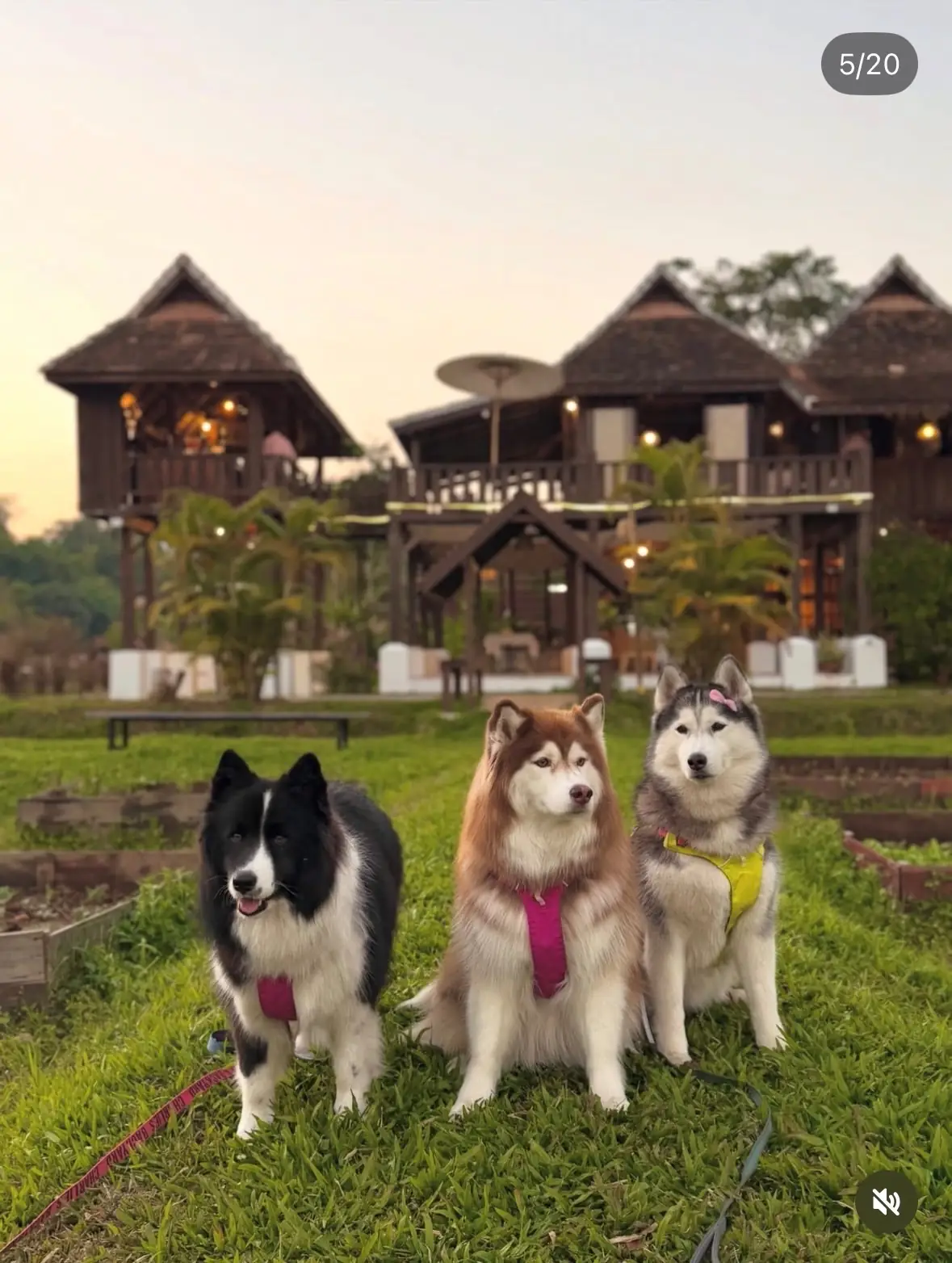 แสงแก้ว อีทเทอรี่ แอนด์ทีเฮาส์ pets image 2