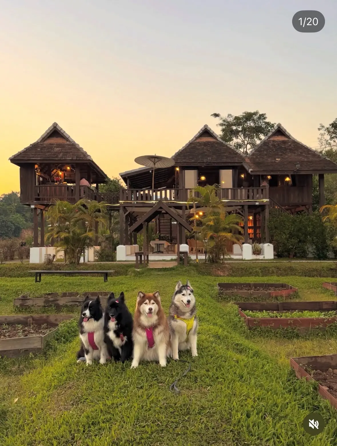 แสงแก้ว อีทเทอรี่ แอนด์ทีเฮาส์ pets image 1