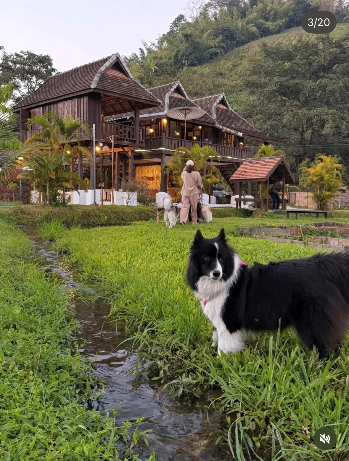 แสงแก้ว อีทเทอรี่ แอนด์ทีเฮาส์ pets image 4