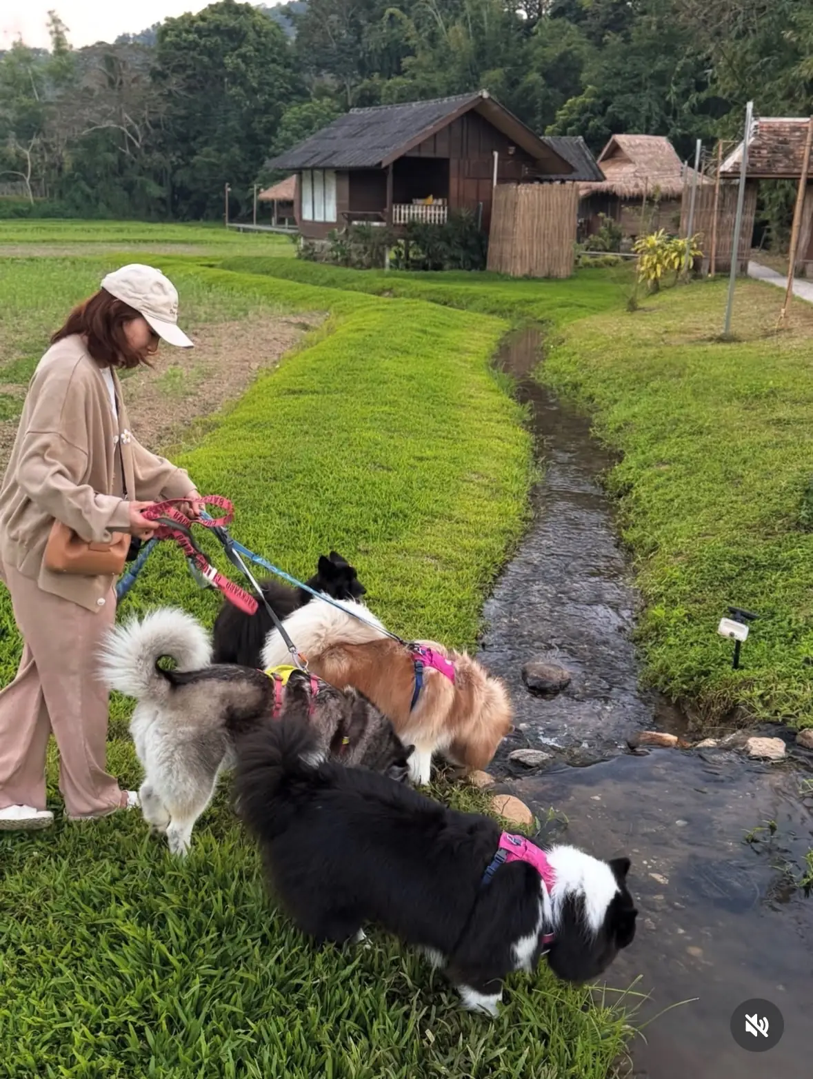 แสงแก้ว อีทเทอรี่ แอนด์ทีเฮาส์ pets image 3