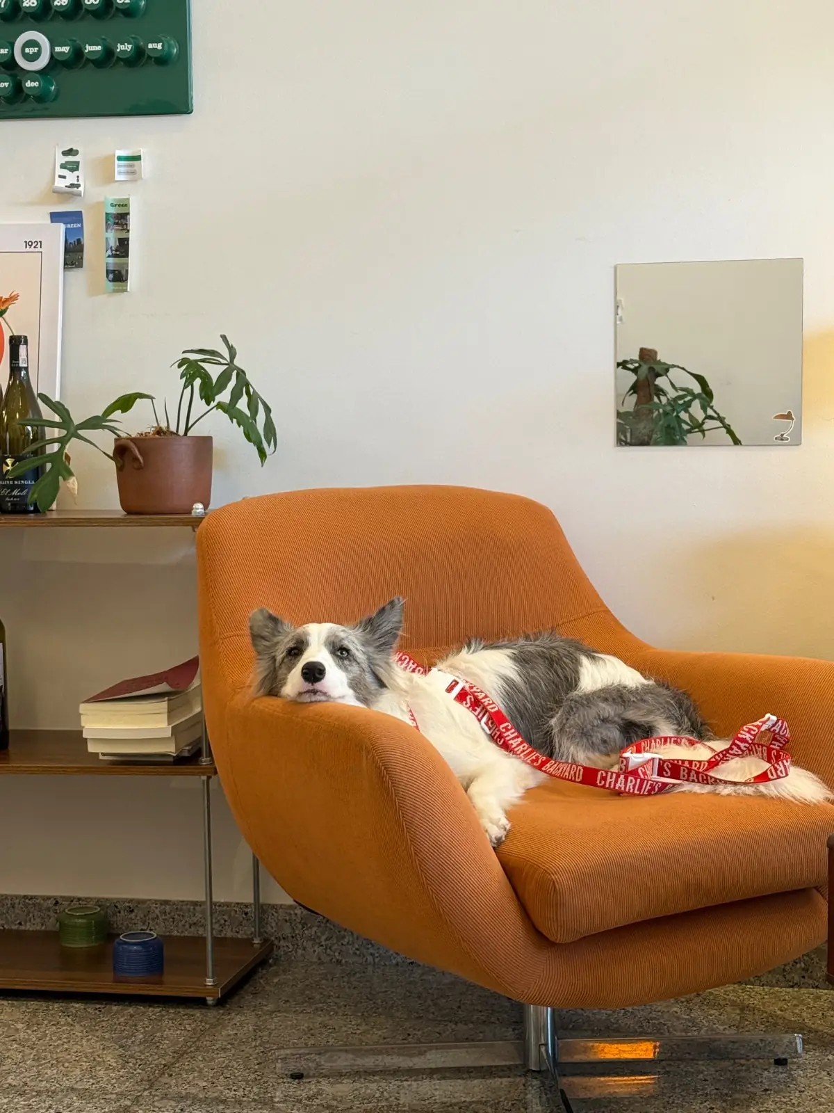 A Goodcup Cafe pets image 3