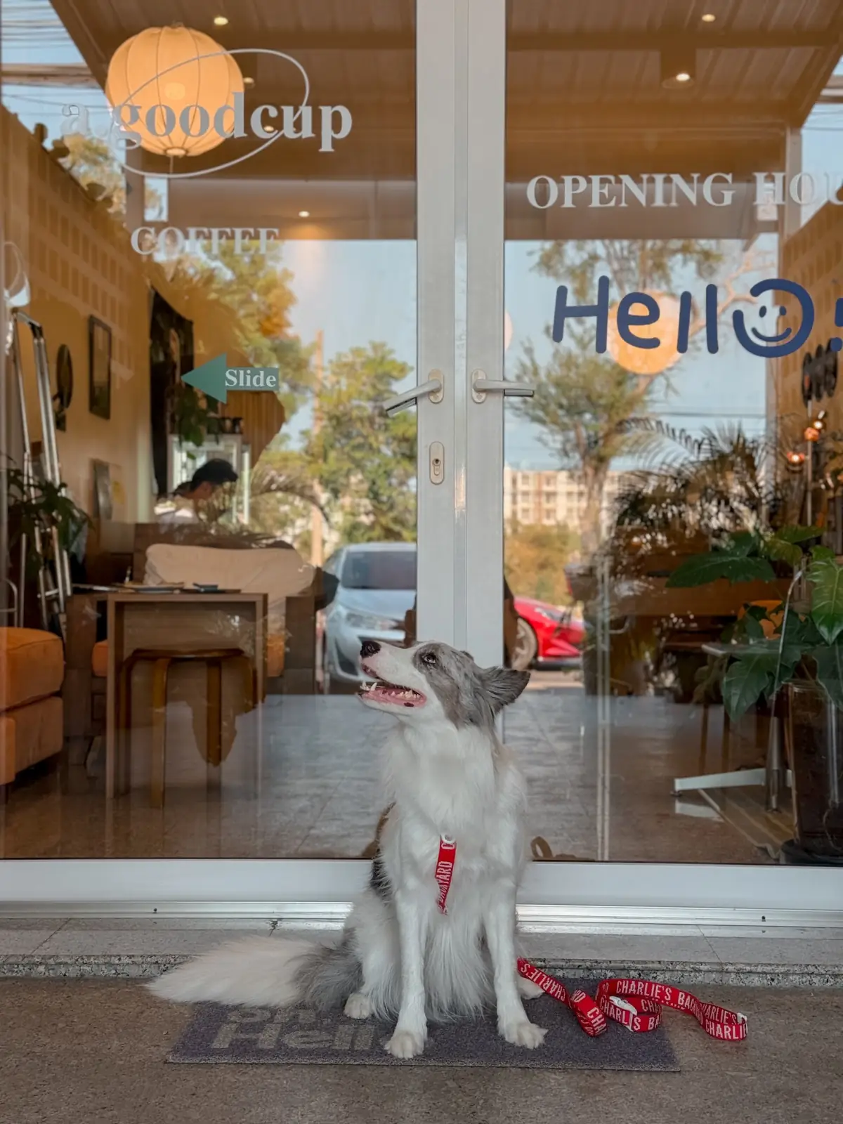 A Goodcup Cafe pets image 4