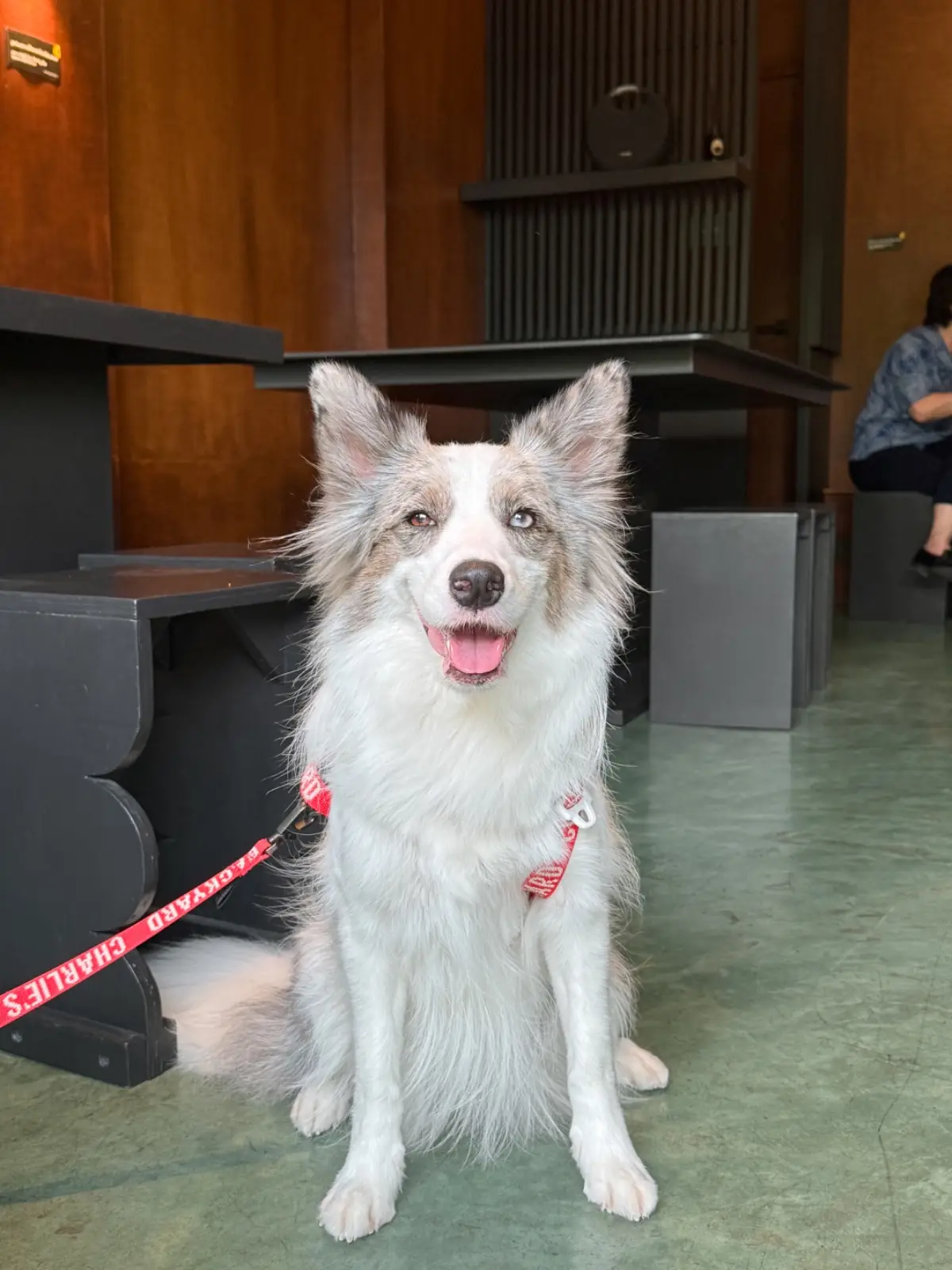 A Goodcup Cafe pets image 7