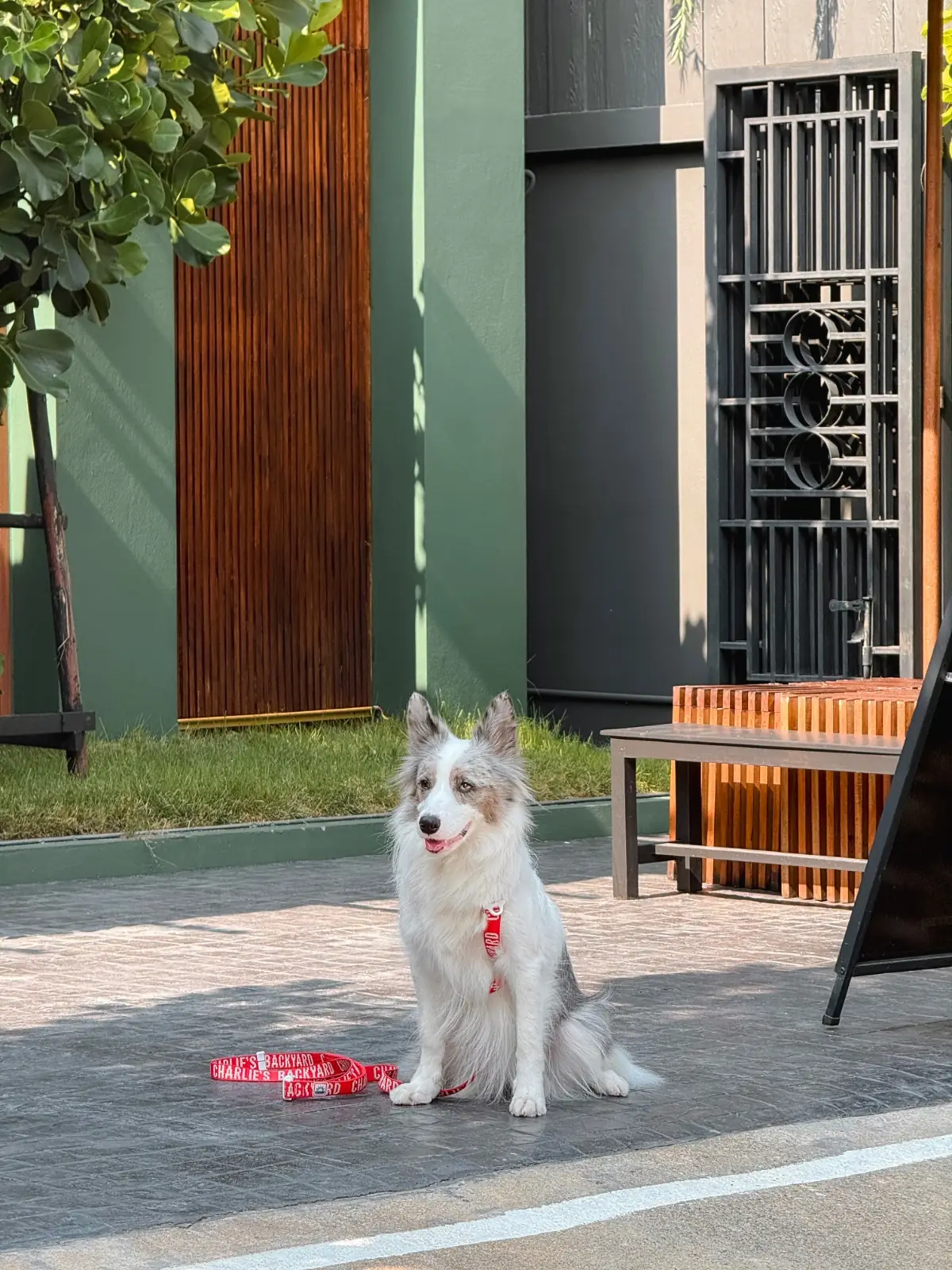 A Goodcup Cafe pets image 6