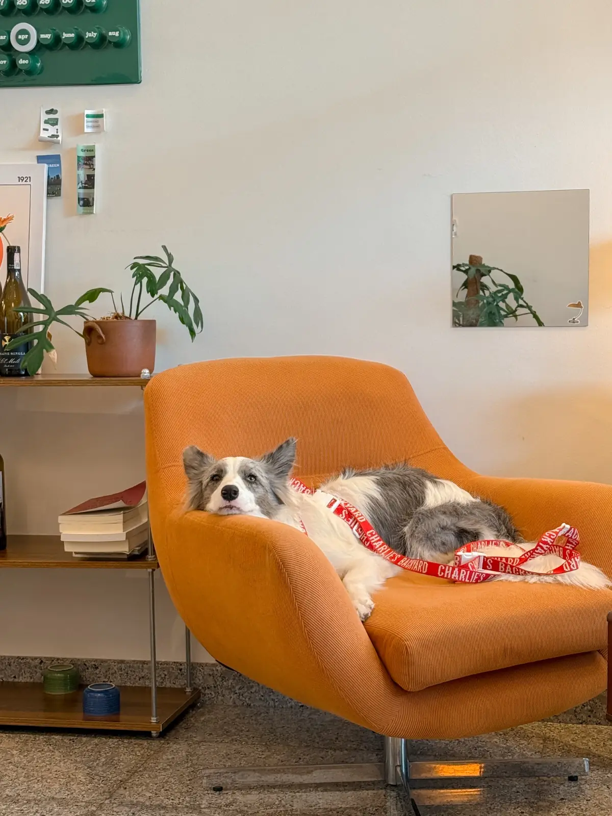 A Goodcup Cafe pets image 2