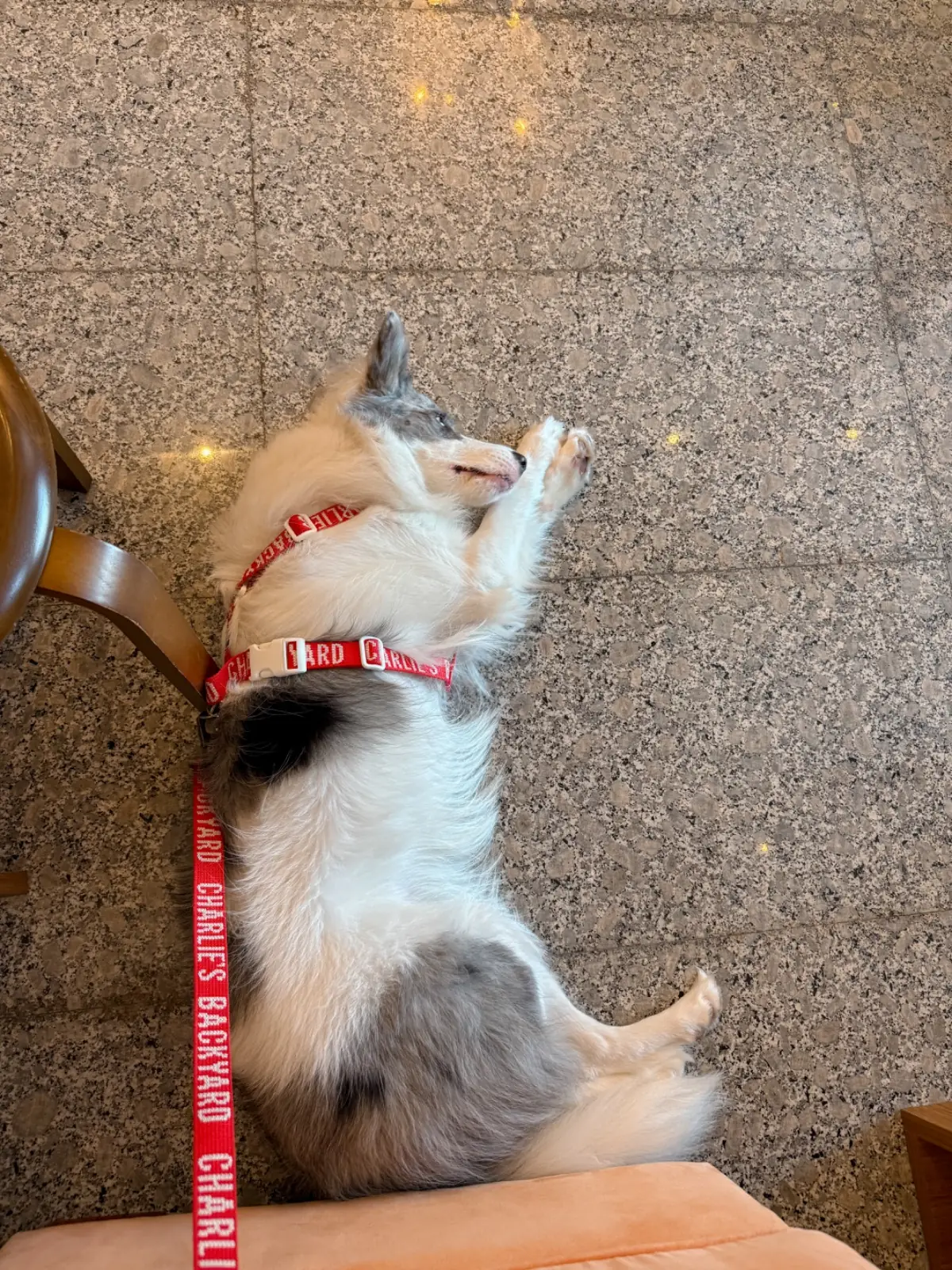 A Goodcup Cafe pets image 1