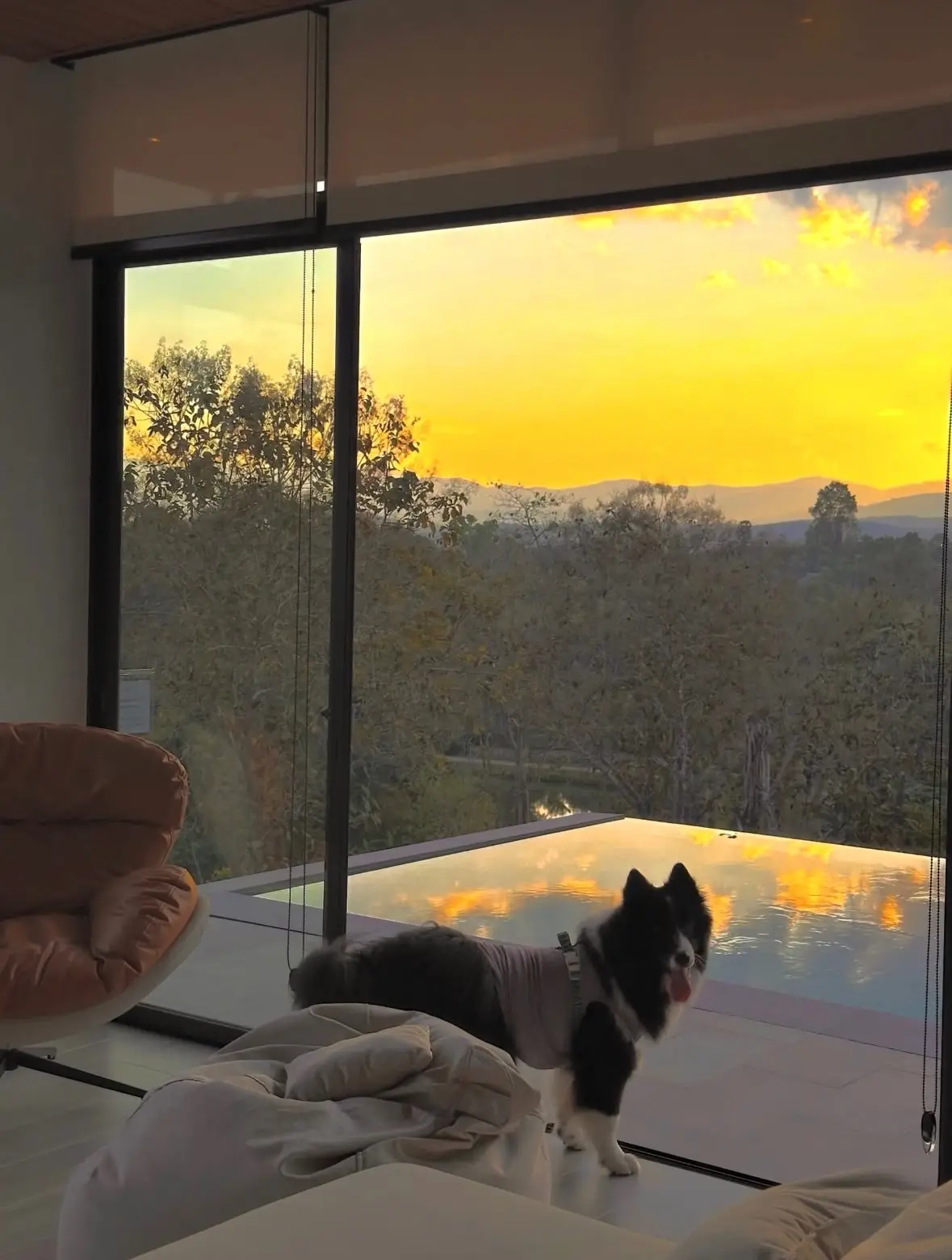 Villa de Phu pets image 1