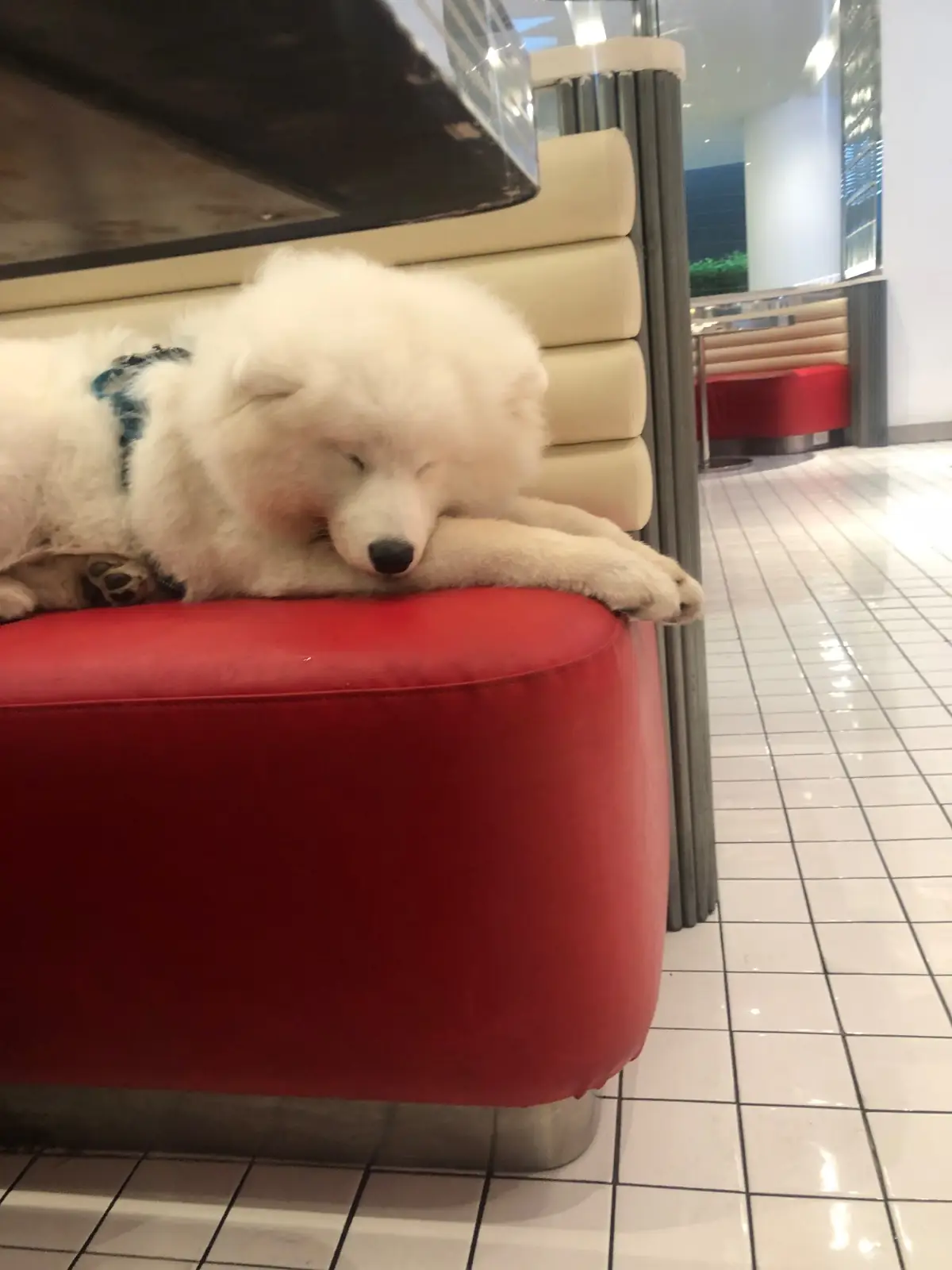 QUICKIE THONGLOR pets image 2